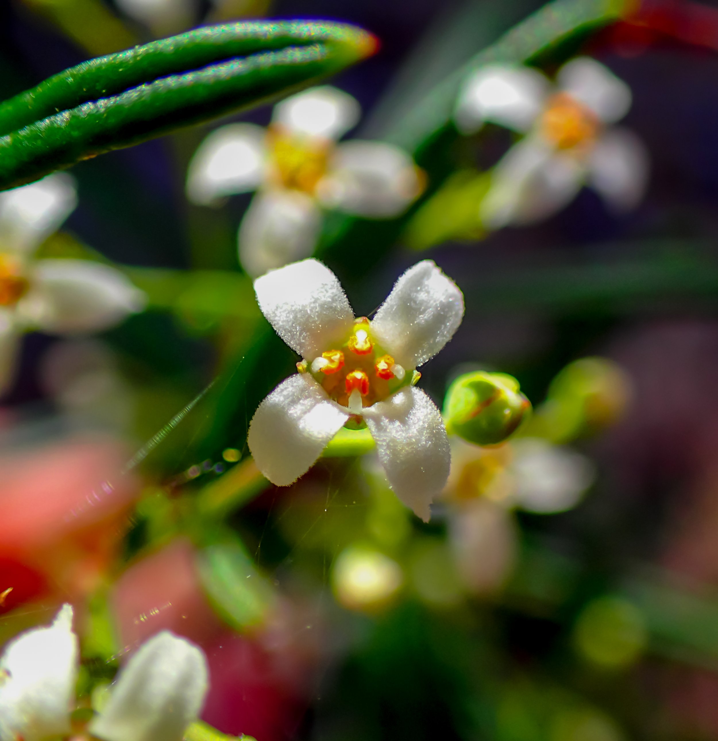 Zieria laxiflora/Wallum Zieria