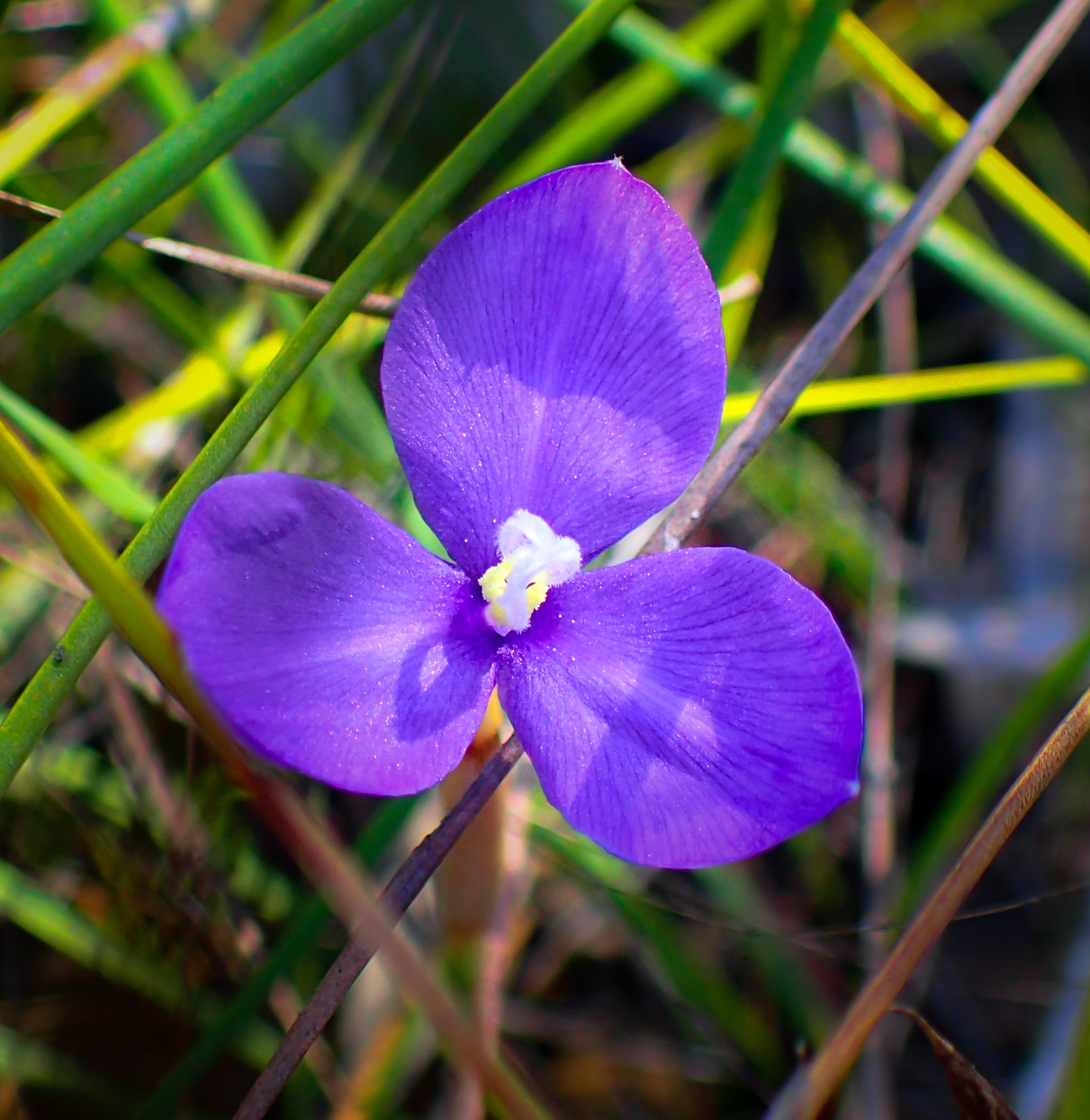 Patersonia fragilis/Swamp Iris