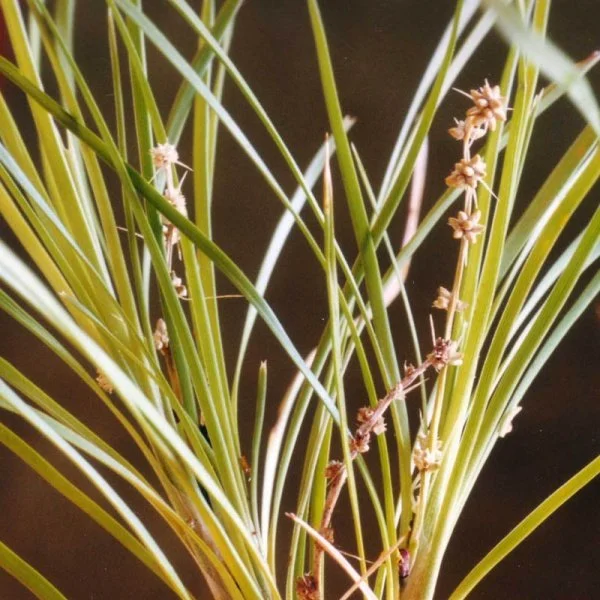 600x600_Lomandra confertifolia 2.jpg