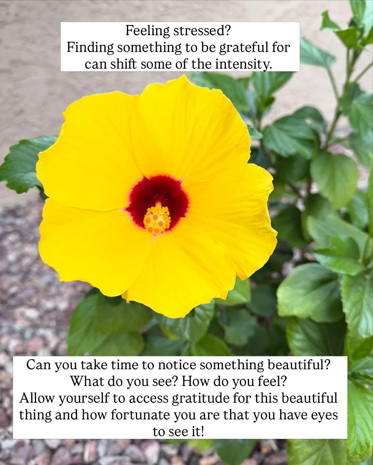 Feeling stressed? Look around. Can you find one, small thing to be grateful for? It can take the edge off of the intensity of the emotion. #dbt #gratitude #stress #balance #nervoussystemregulation