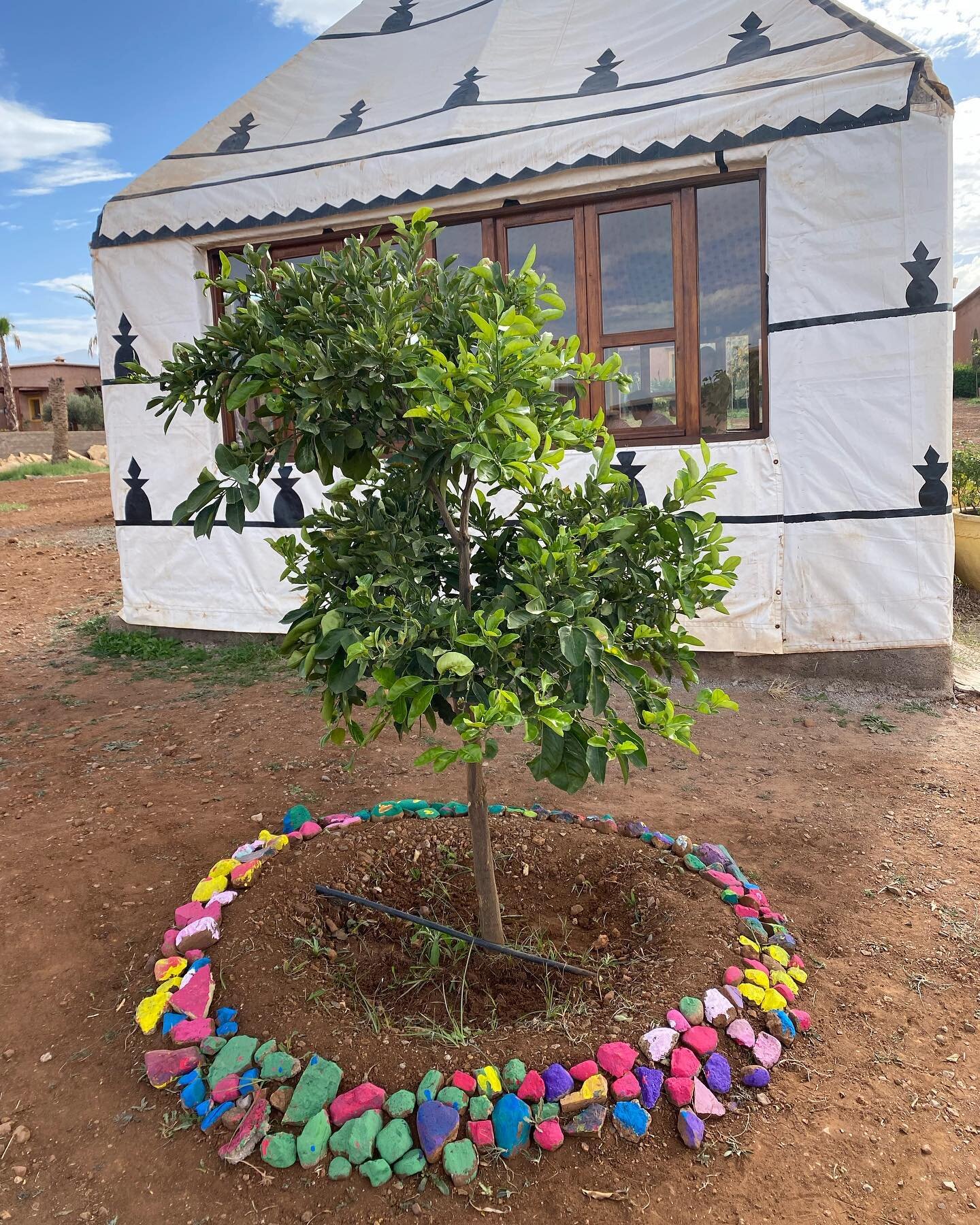 Gift a tree in honor of someone you love. Planted this little beauty in honor of my dad on Thanksgiving 💗#afak #makeadifference #giveback #dogood #feelgood #love #kindness #compassion #whatmattersmost