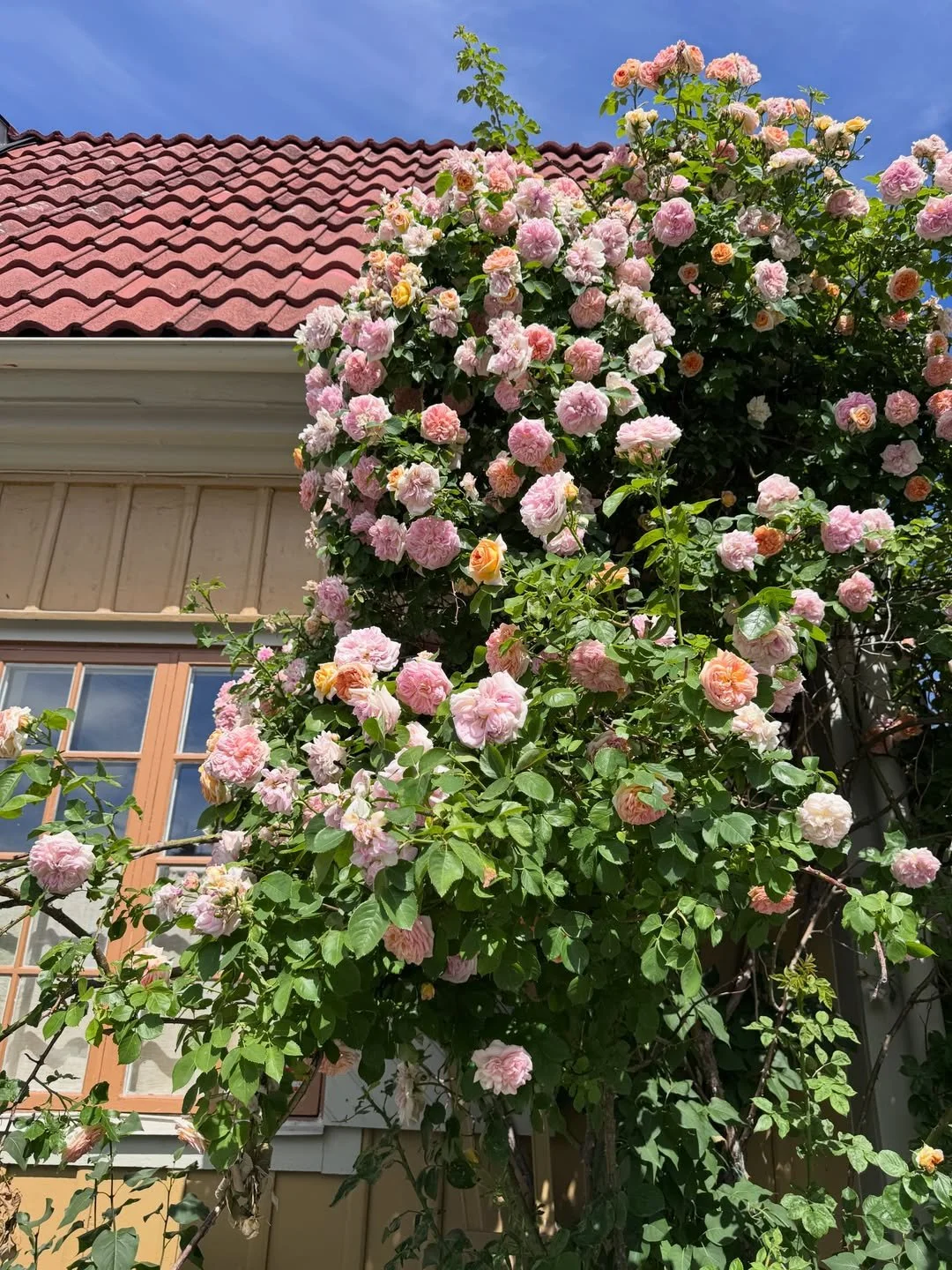 Pink climbing roses beside a yellow timber house with a red tile roof in Sweden.