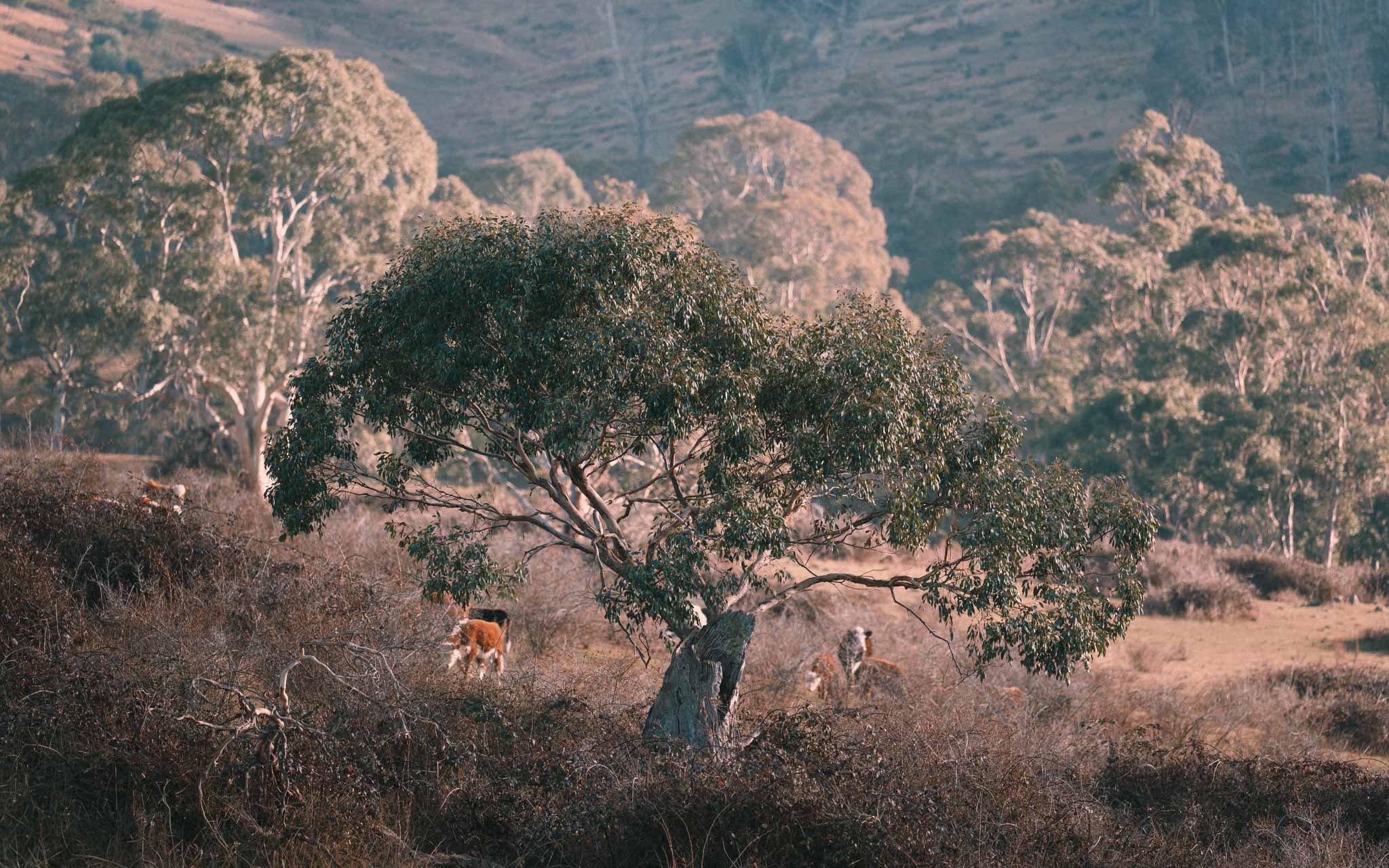 En route to Mount Field, we came across this scene, one of those 'stop the car at the side of the road and shoot' moments.