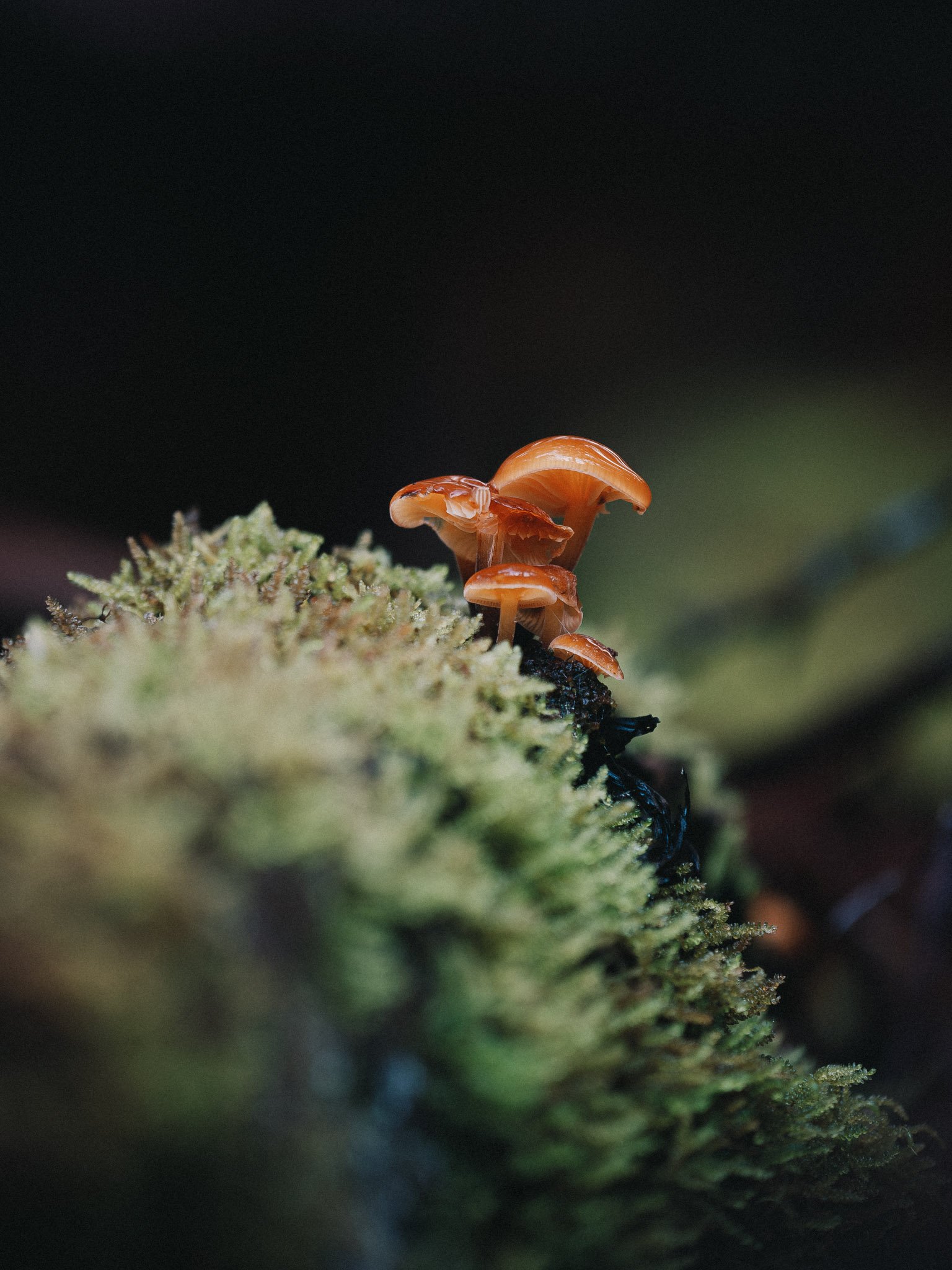 I'm not much of a fungi kinda guy (nor did I really have the tools to do the job properly). My comrades did it better.