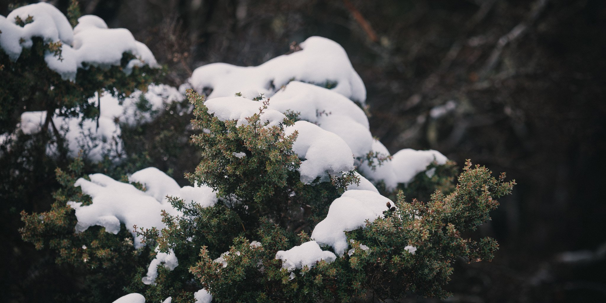 Always surreal to see snow within the Australian landscape.