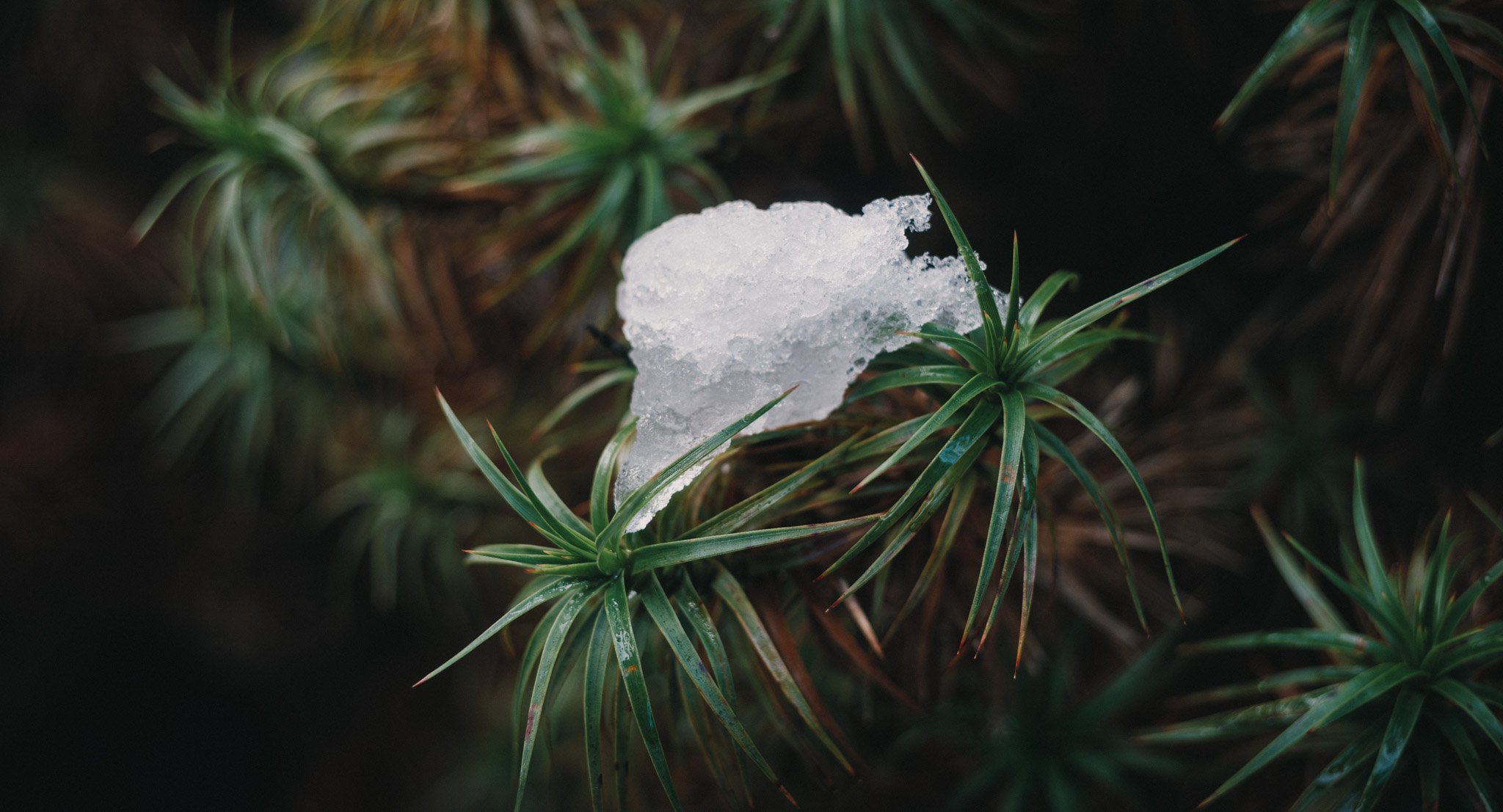 Some plants just don't look right with snow, like it's not meant to be!