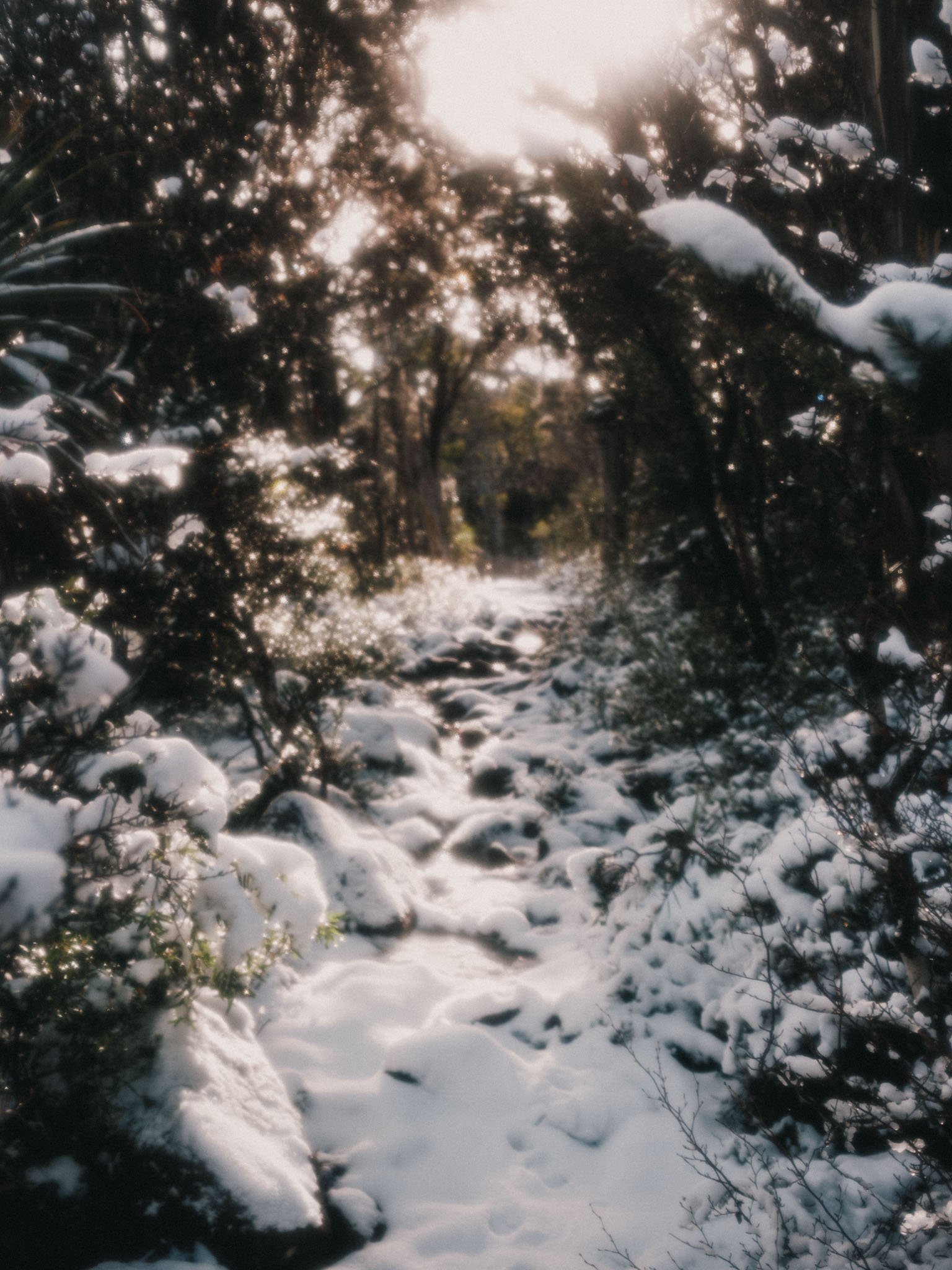 I didn't do this dreamy vibe in post, this is au natural, some water or snow on my lens or cameras sensor. Cool.