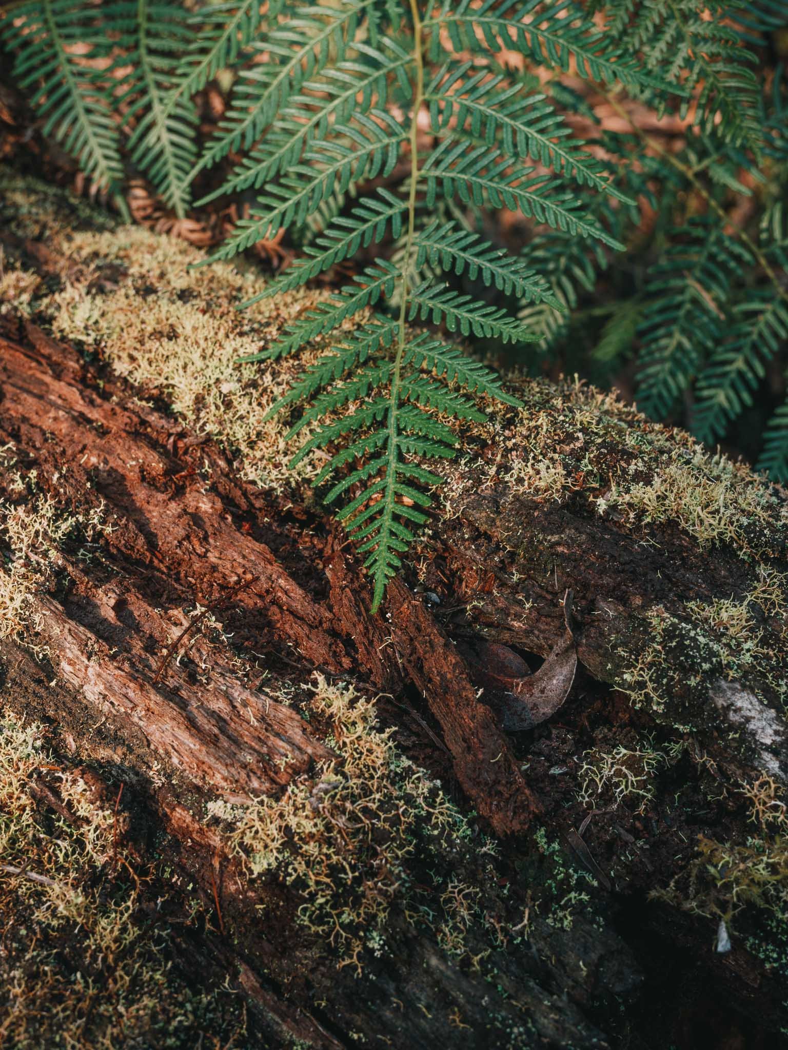 I tried to focus stack a couple of these shots. I failed miserably so they are just single frames.