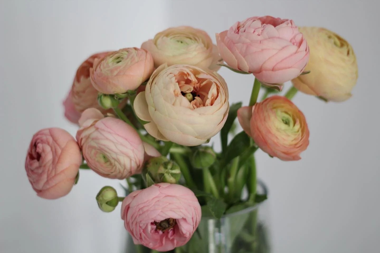𝖺𝗅𝗈𝗁𝖺 𝖺𝗅𝗈𝗁𝖺 ~ 🌼 @aloha.florist 

#Ranunculus #buttercup #洋牡丹 #hkflorist #hkflowershop #hkflowerdelivery