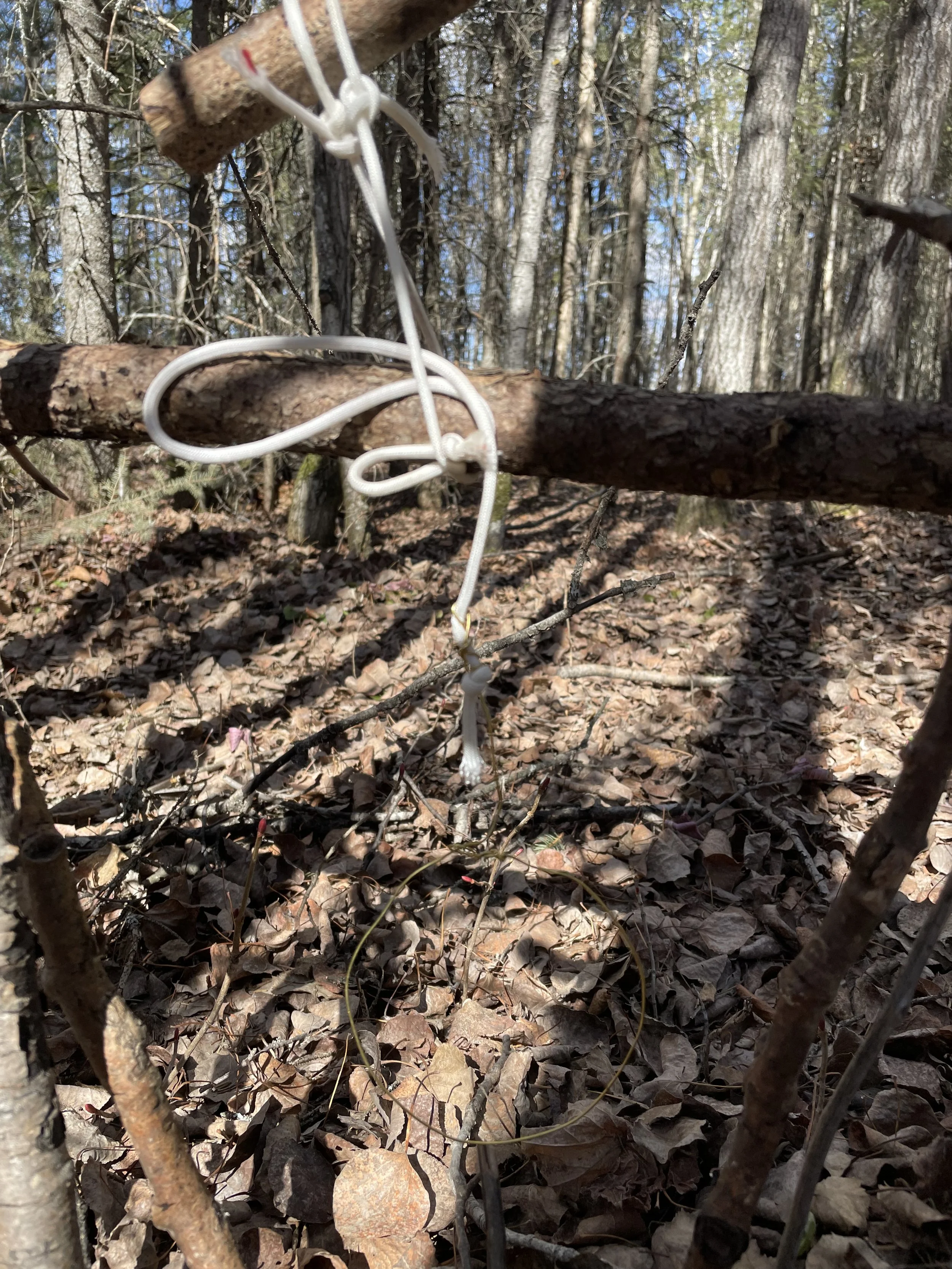 Tree branch wrapped with a white cord or string in a wooded area with fallen leaves and small twigs on the ground.
