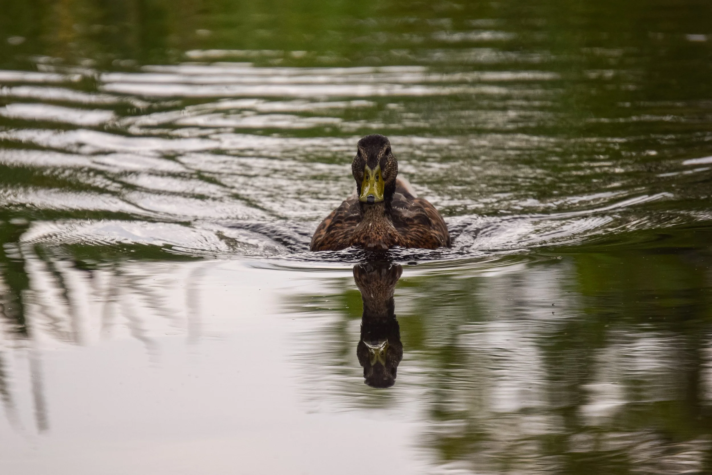 Mallard Reflection