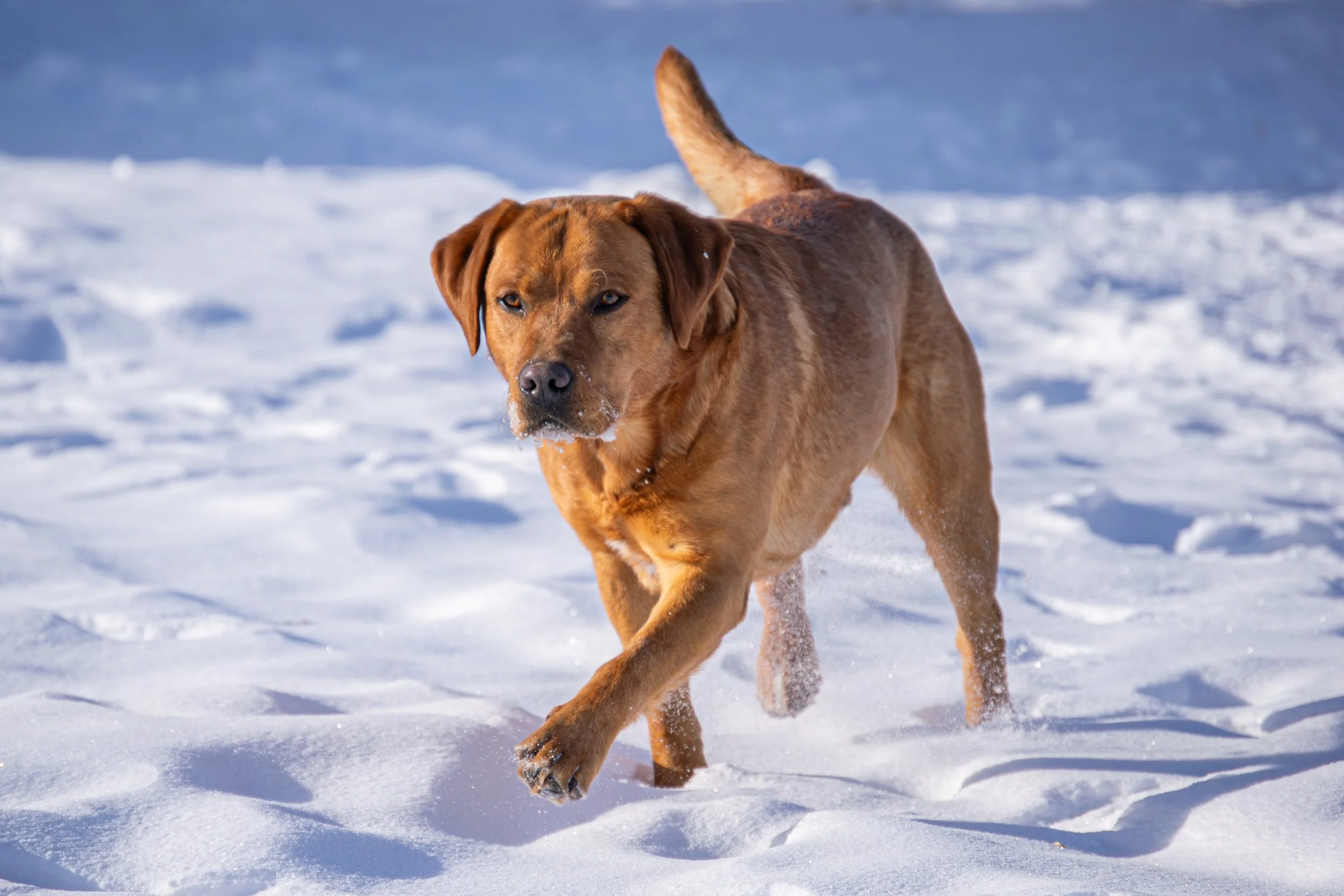 Fox Red Labrador 'Gunner'