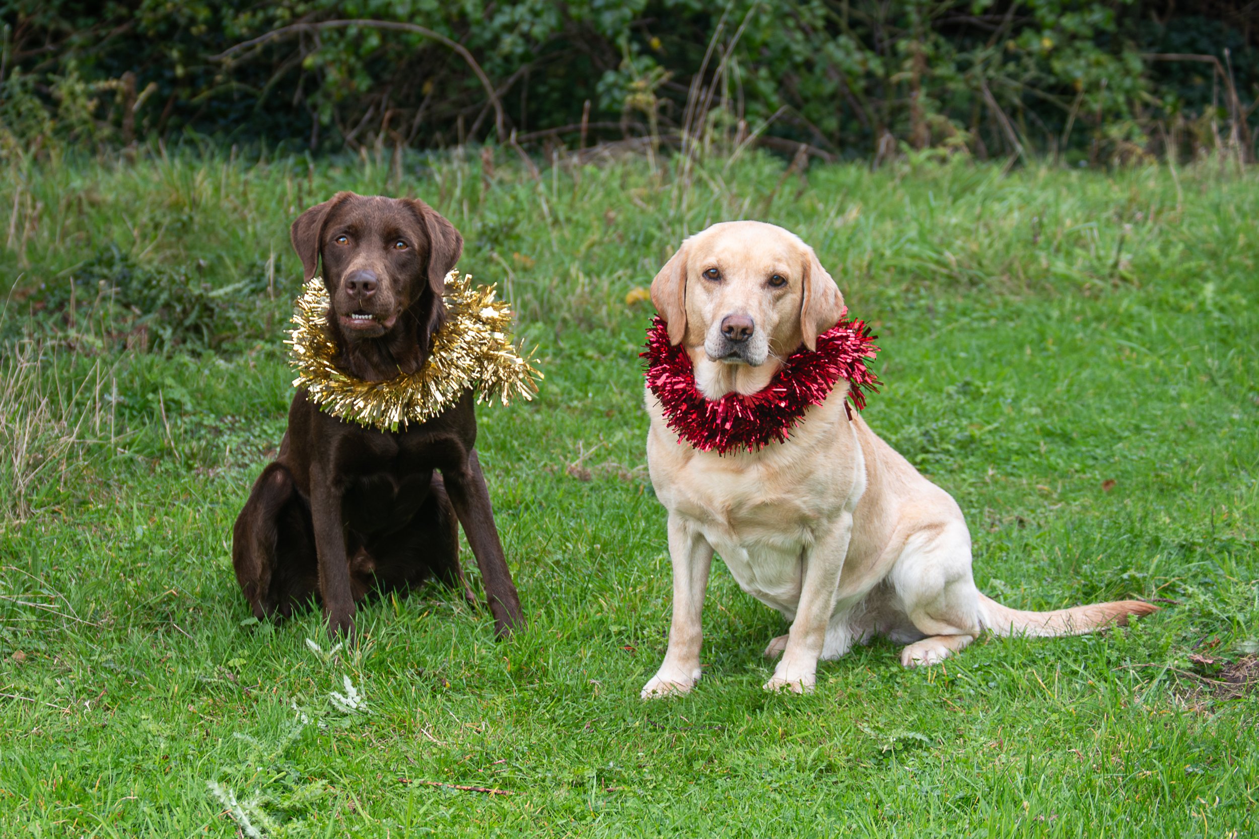 20230927_155440_Oakenhall_Bailey-Hank_01_edited-1.jpg