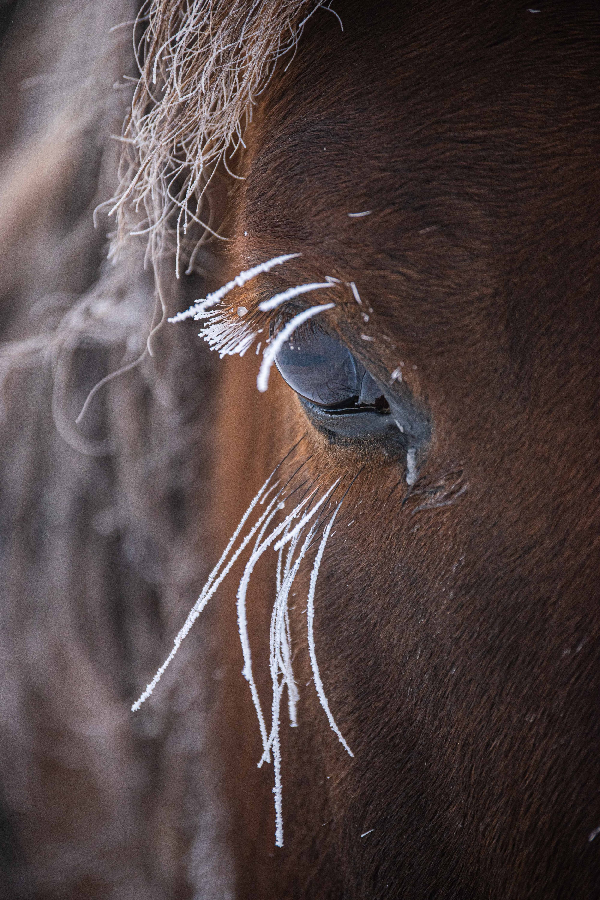 Frosty Eyelashes