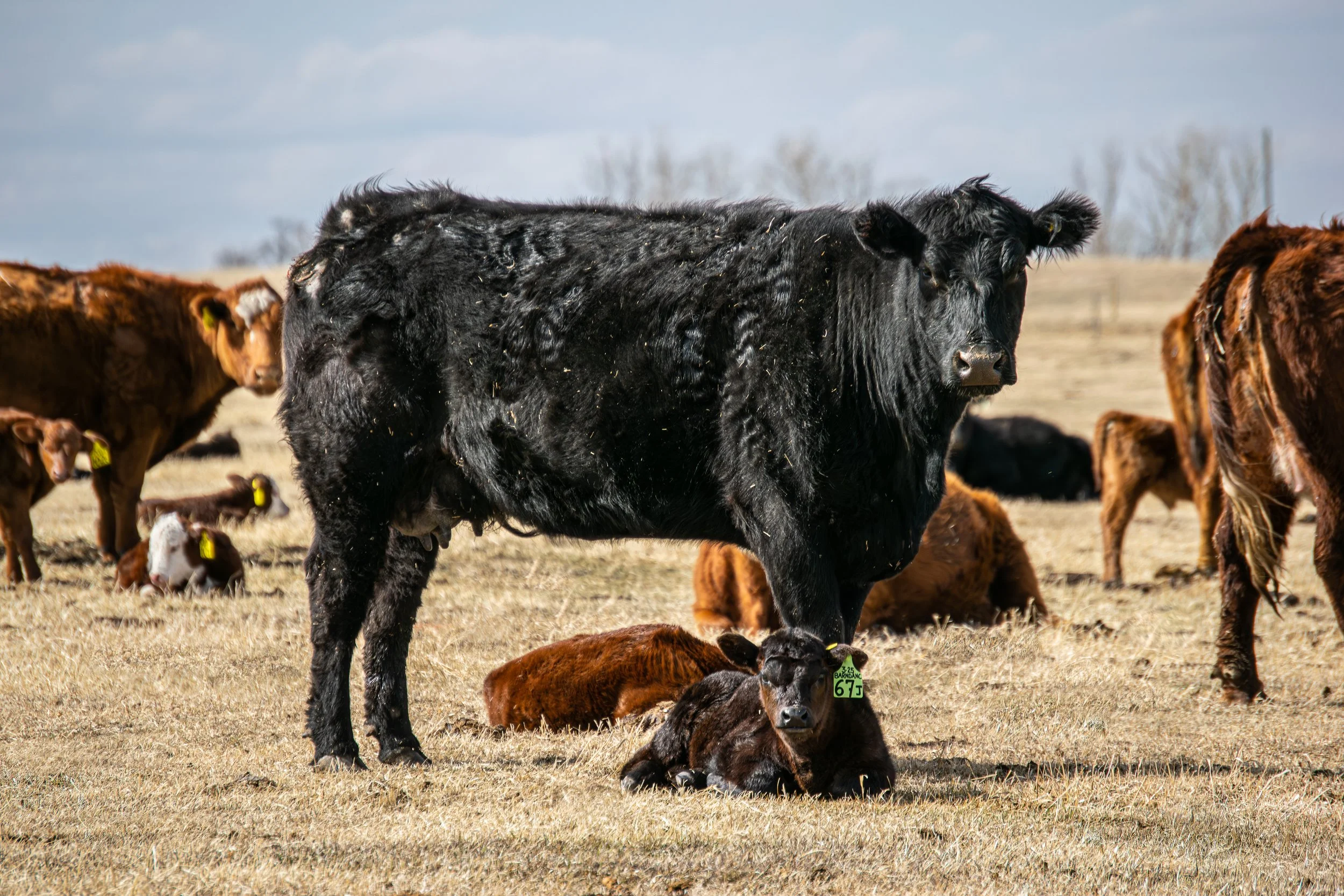 Angus Cow standing over her calf