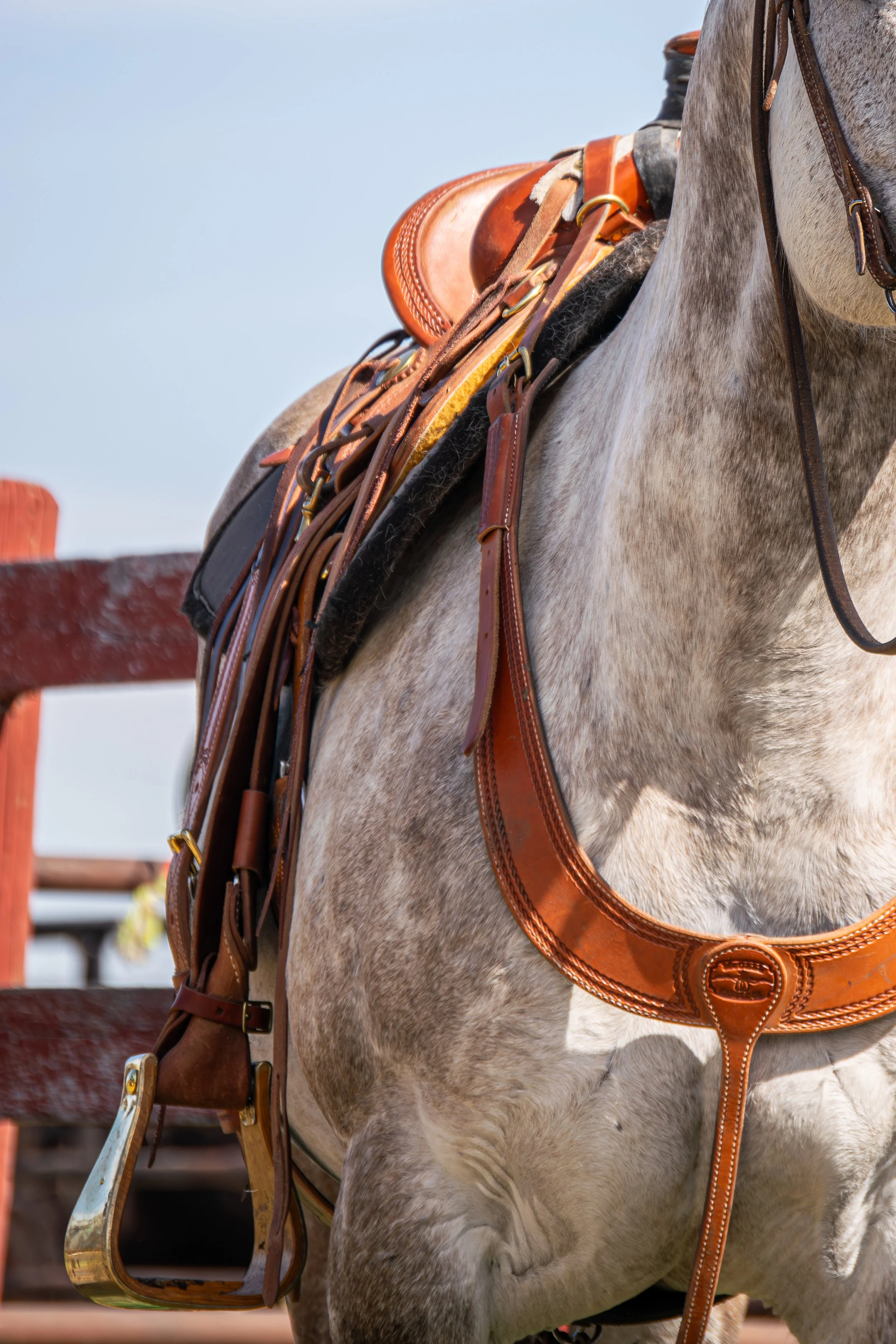 Saddled and Waiting