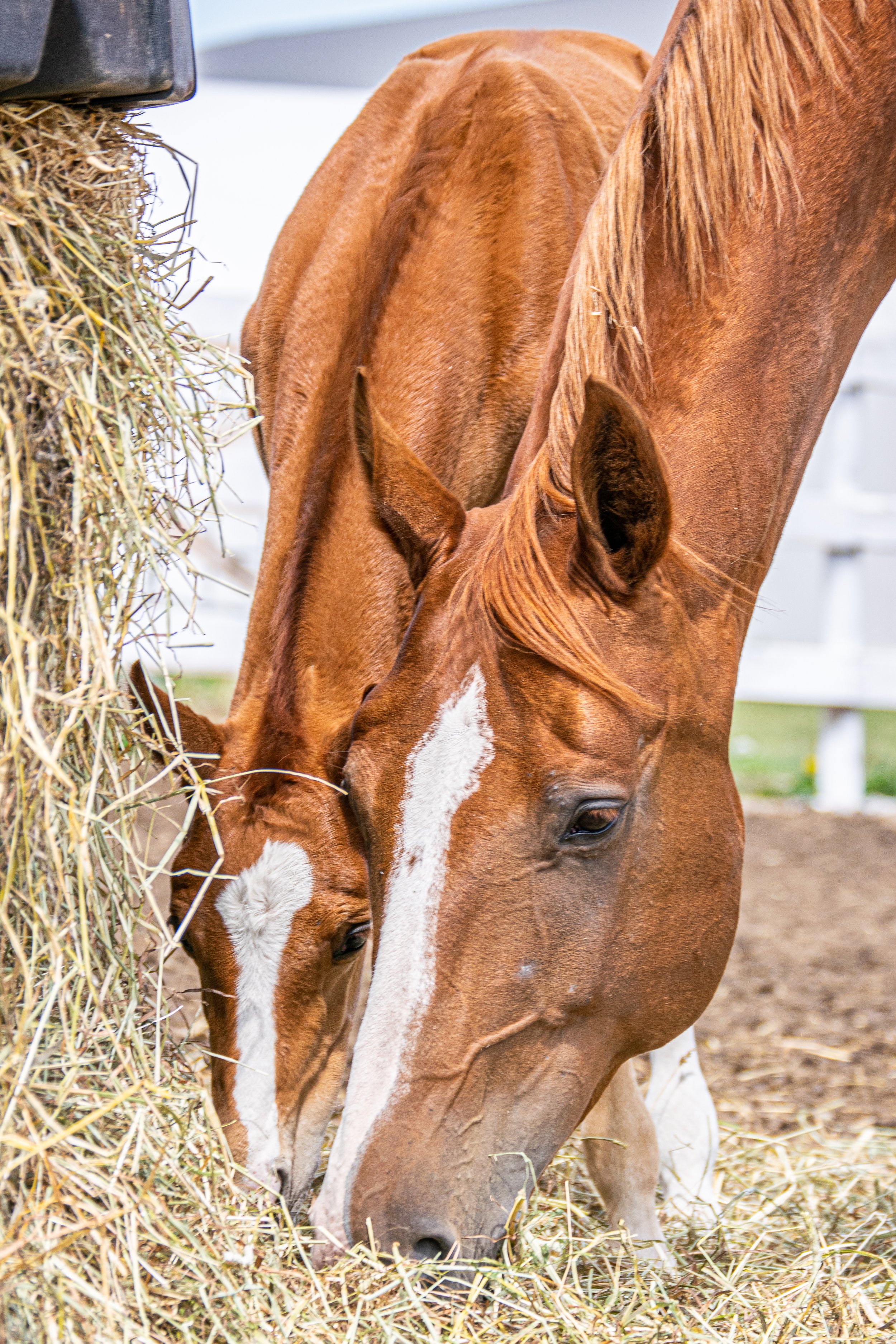 Mare and Foal