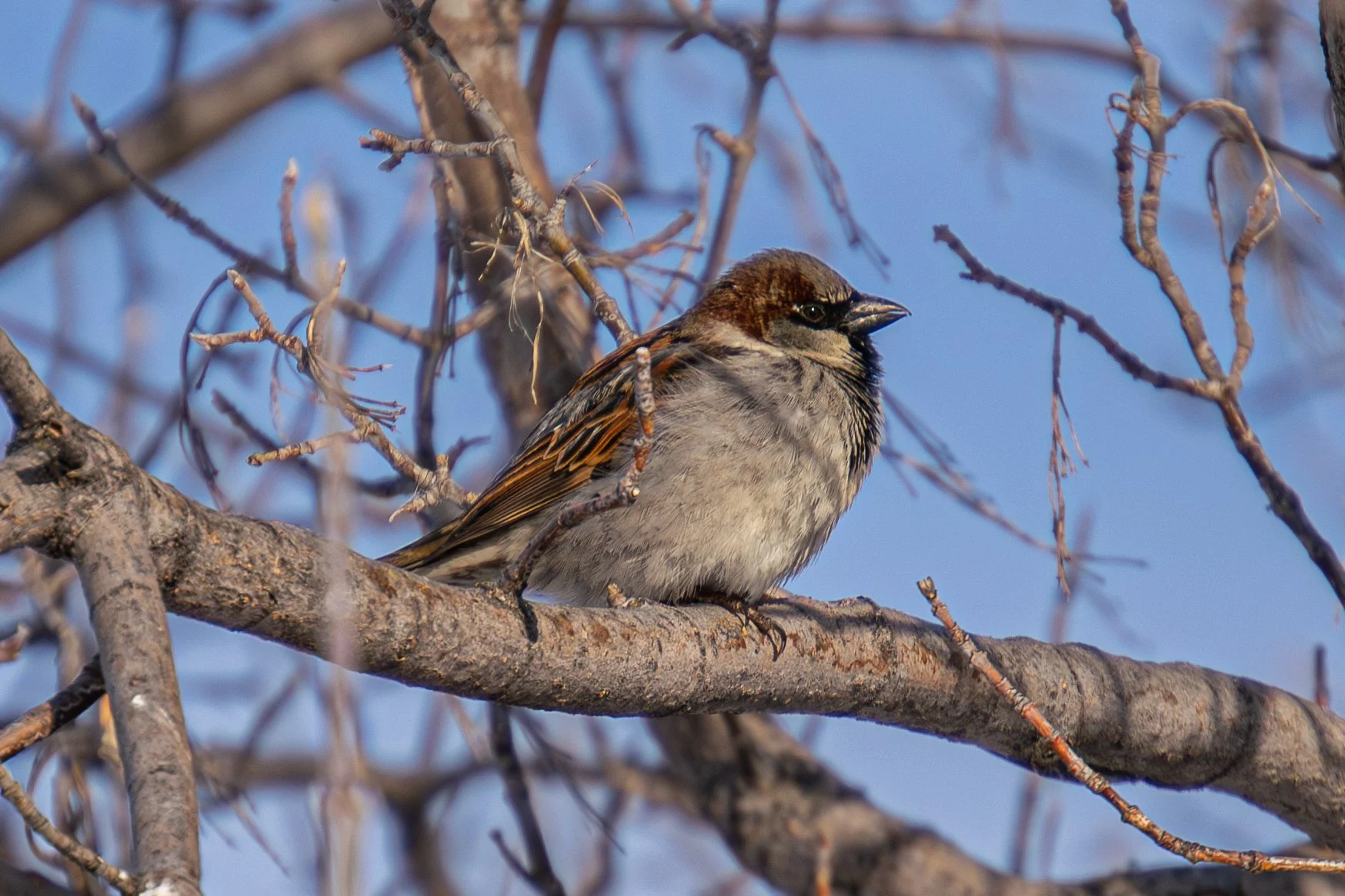 Winter Sparrow