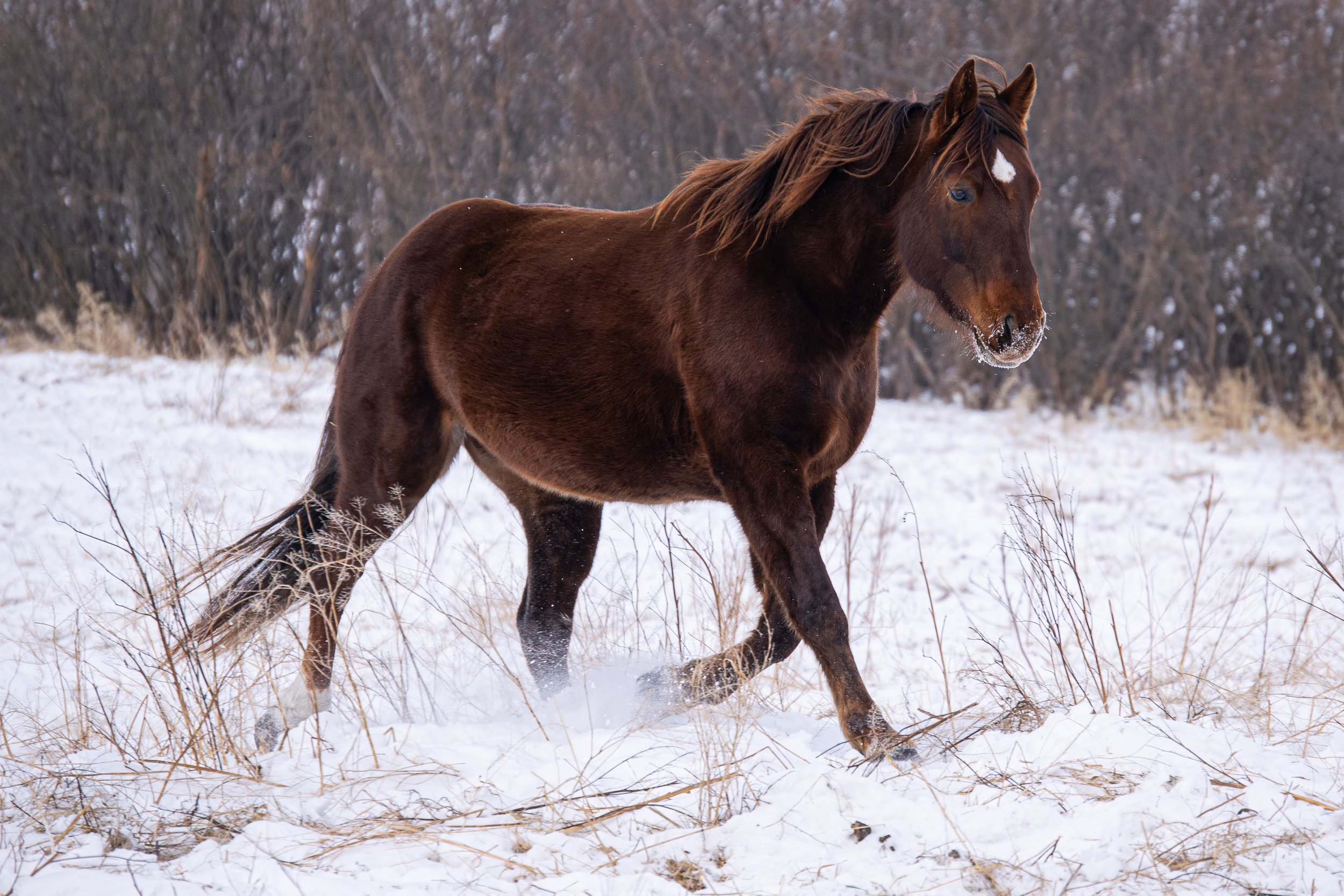 Trotting through the Snow