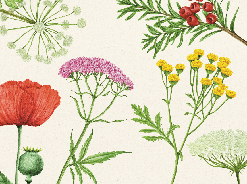 Les Plantes de l'Âme - Rustica éditions