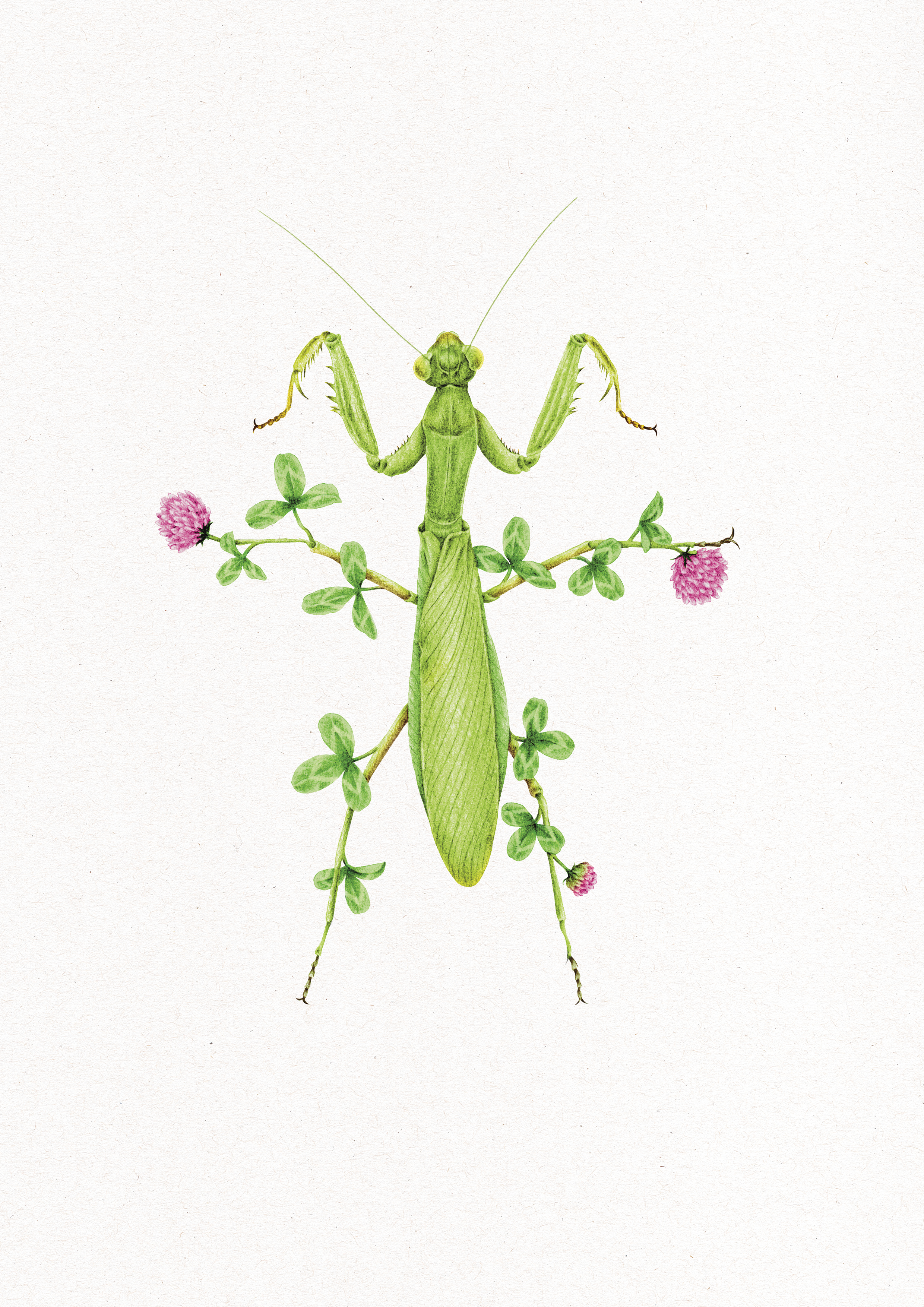 mantes.png