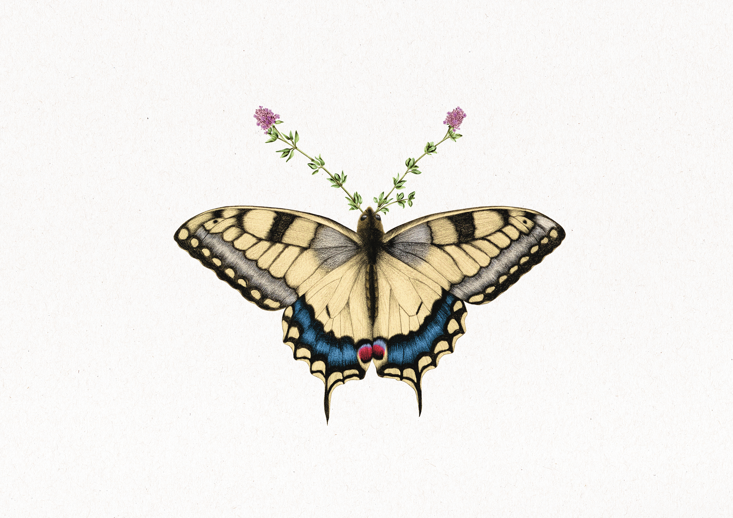 machaon.png