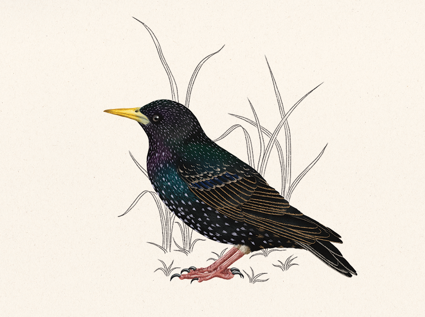 L'Oracle des oiseaux - Rustica Editions