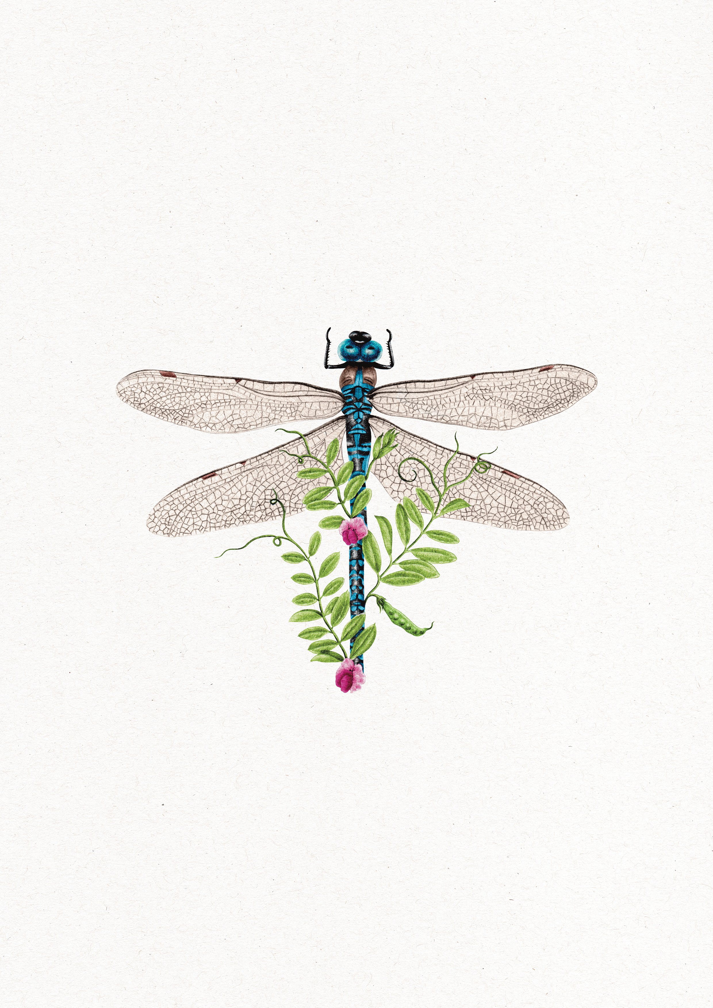 agrion.png