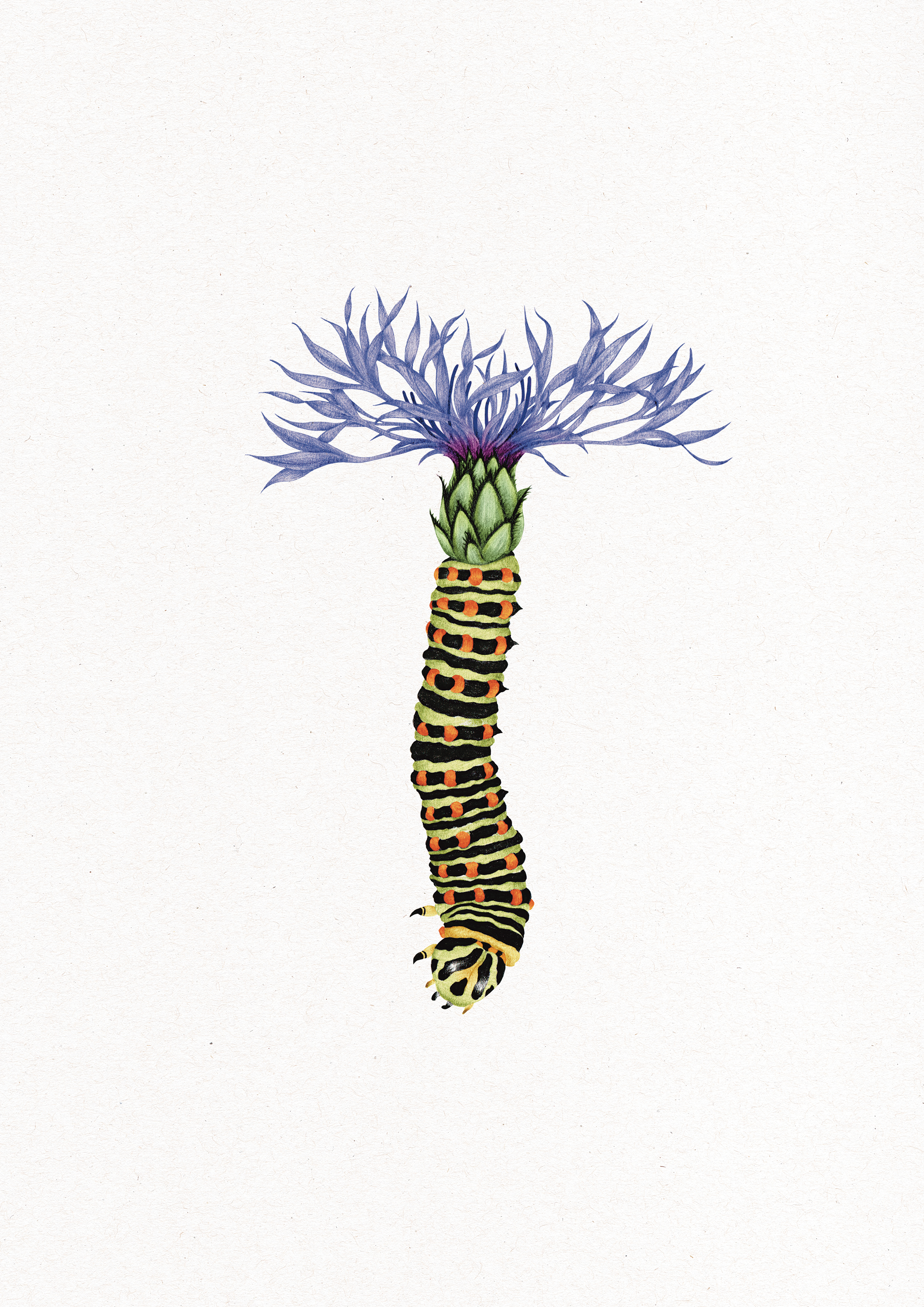 chenille.png