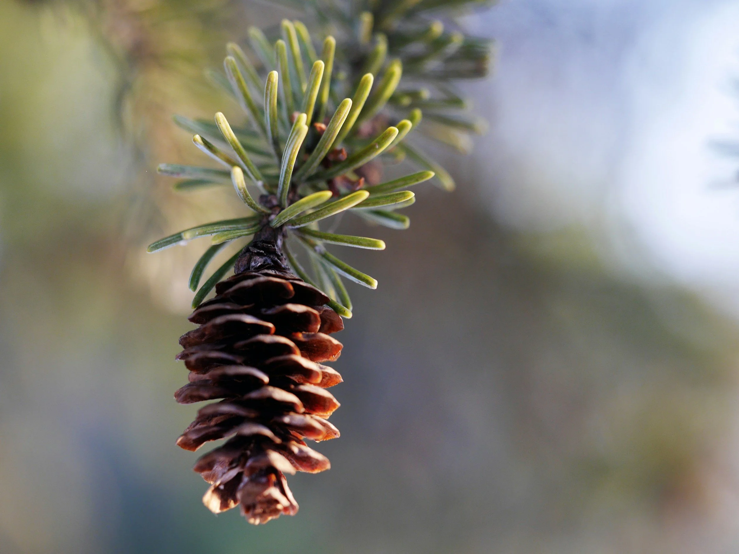 A single brown pine cone hanging from an evergreen branch with green needles against a softly blurred background.