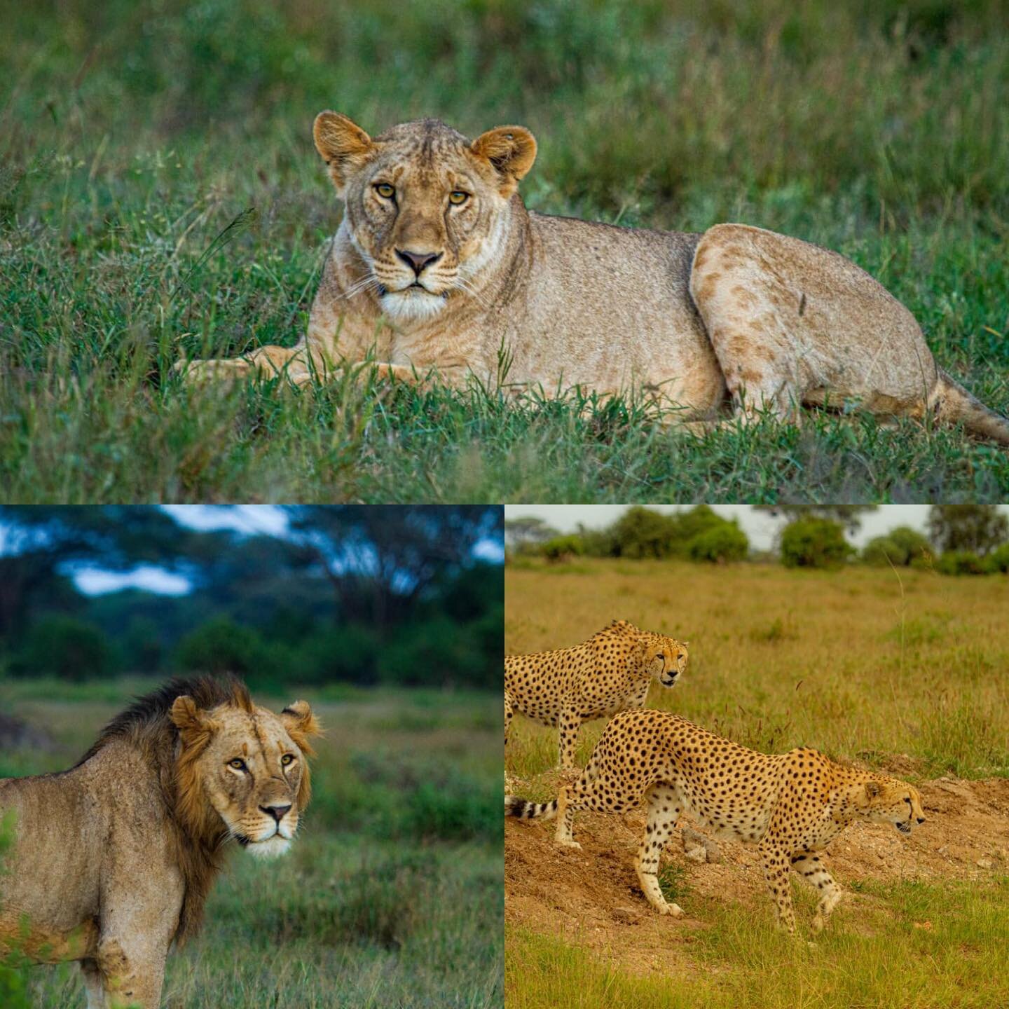 We&rsquo;re famed for our large elephant herds but we have lots of Big Cats too 🦁🐆

______________
www.tawilodge.com
______________

#safari #wildlife #lion #cheetahforever #bigcats #amboseli #magicalkenya #wildlifephotography #wildernessculture #b