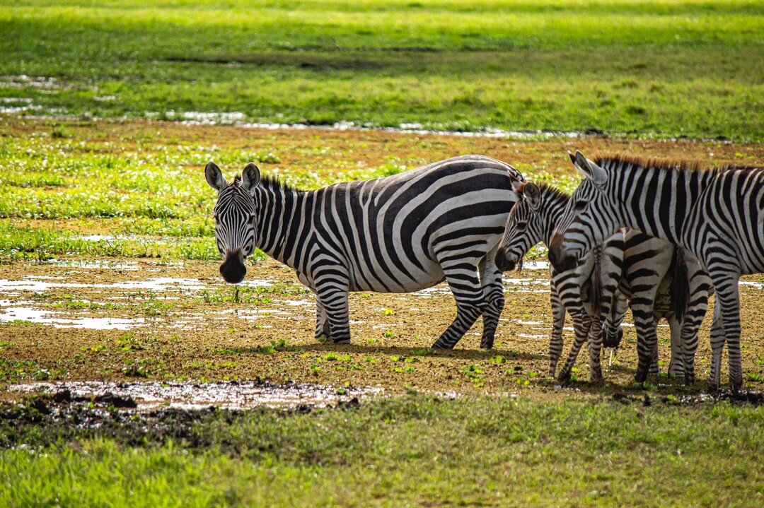 Looking forward to the weekend 🦓🦓

_________________
www.tawilodge.com
_________________

#amboseli #tawi #safari #zebra #wildlfe #landscape #green #wildlifephotography #stripes #magicalkenya