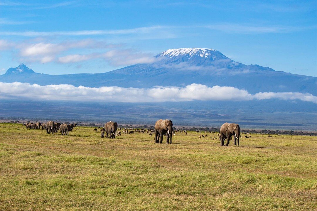 The peaks of Mt. Kilimanjaro, with a beautiful elephant herd in the foreground!

📸@oliverlidert
___________________
www.tawilodge.com
___________________

#amboseli #kilimanjaro #elephants #family #herd #mother_nature #giants #beautiful #destination