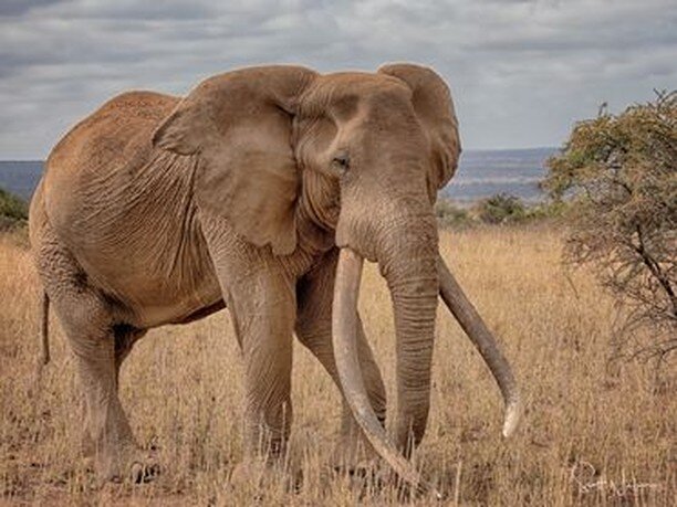 Lovely photo from our recent guest, Scott Nielsen 🐘

_____________
www.tawilodge.com
_____________

#safari #safaridreaming #amboseli #elephants #gamedrive #guestreview #photofotheday