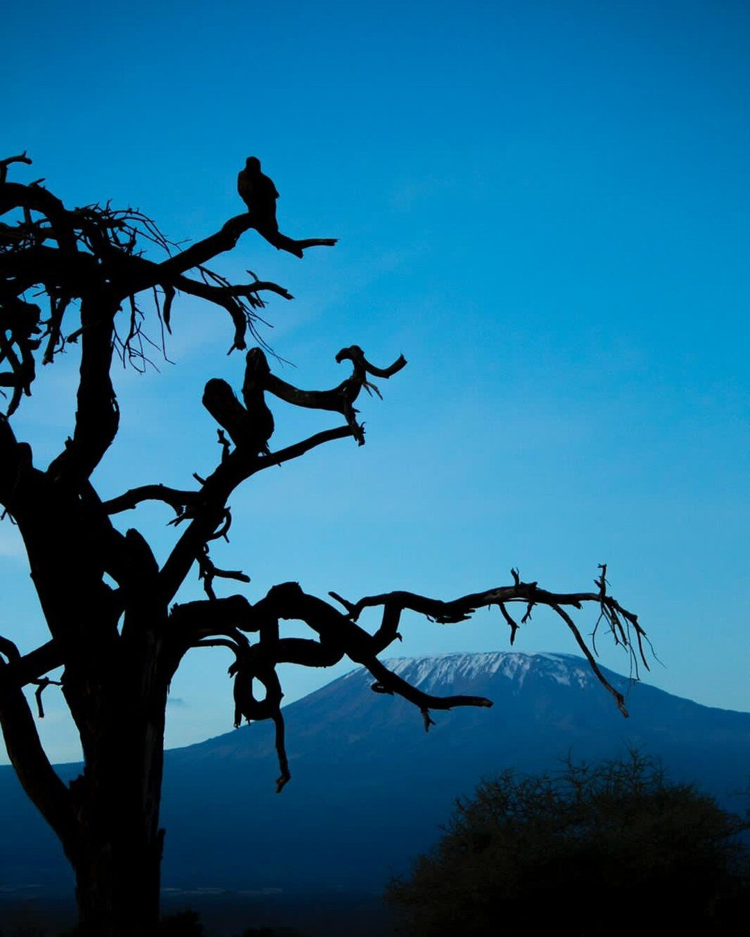 A clear crisp evening in the conservancy, silhouettes of an ancient tree, a roosting bird of prey &amp; majestic Mt. Kilimanjaro in the background! 

📸@oliverlidert

__________________
www.tawilodge.com
__________________

#photo #photooftheday #blu