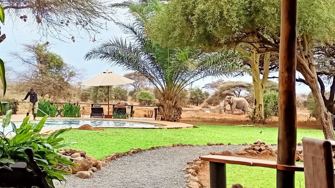 Afternoon views from the lodge!

_______________
www.tawilodge.com
_______________

#safari #amboseli #waterhole #elephants #safaridreaming #wild #wilderness #lodge