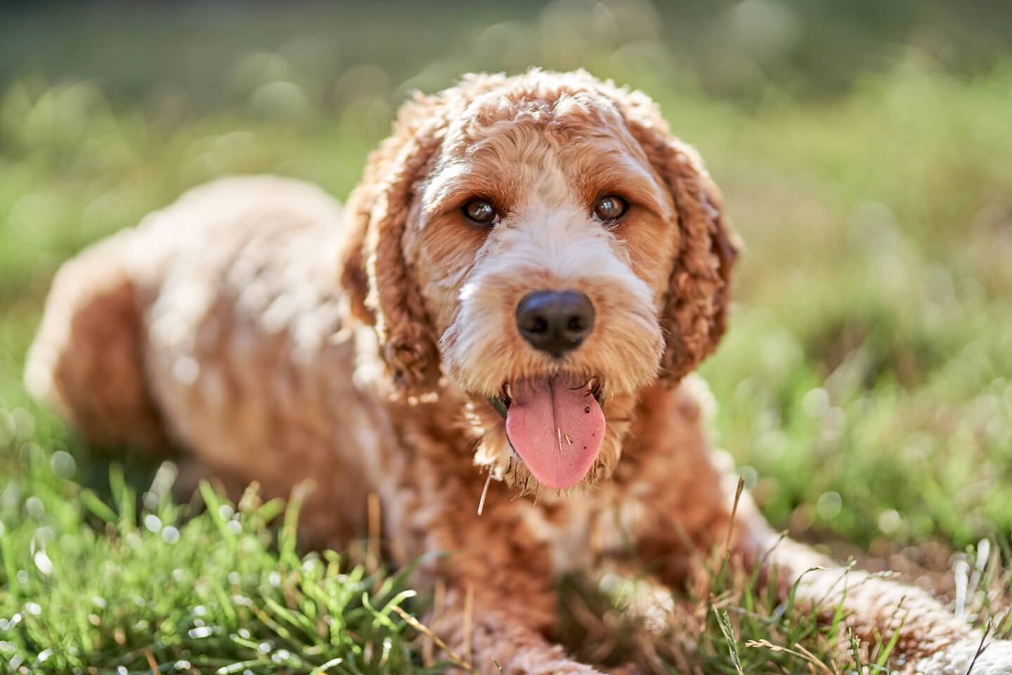 My doggo Gromit chilling on some grass in the yard on a weekend.

One of this year's goal is get into doing some &quot;proper&quot; portraits with him now that he's a bit more mature and calmer 🐶📷 ⠀ ⠀ ⠀⠀
⠀ ⠀ ⠀⠀
⠀

⠀ ⠀ ⠀⠀
⠀ ⠀ ⠀⠀
⠀ ⠀ ⠀ ⠀⠀
⠀ ⠀ ⠀ ⠀⠀
⠀
