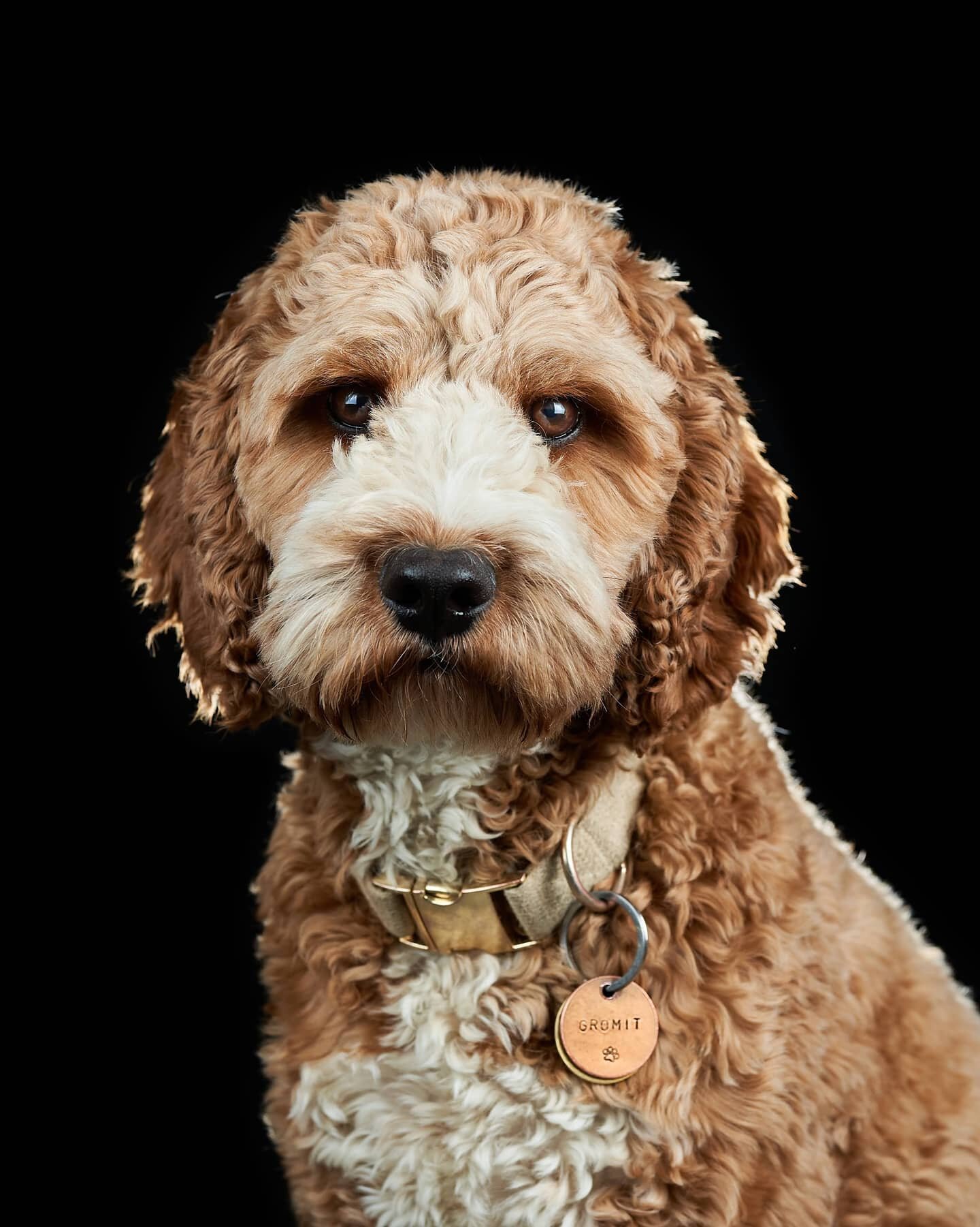 Finally dusted out my headshot setup and tried it with Gromit today! 📷🐶

He didn't seem impressed but happily accepted my payment of treats and sat on the stool for the photo shoot 😅⠀
⠀ ⠀ ⠀⠀
⠀ ⠀ ⠀ ⠀⠀
⠀ 
Give us a shout if you're interested in gett