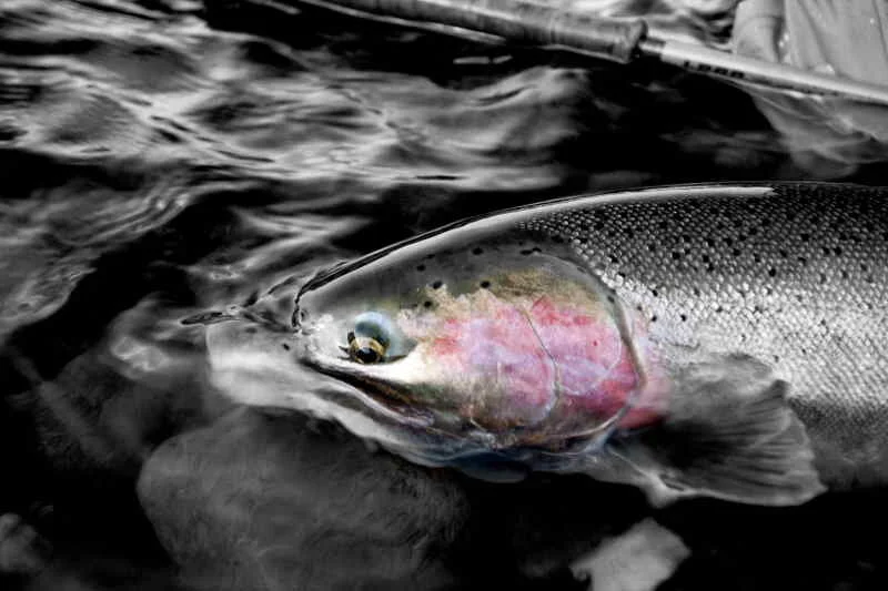 The fish are on their way!