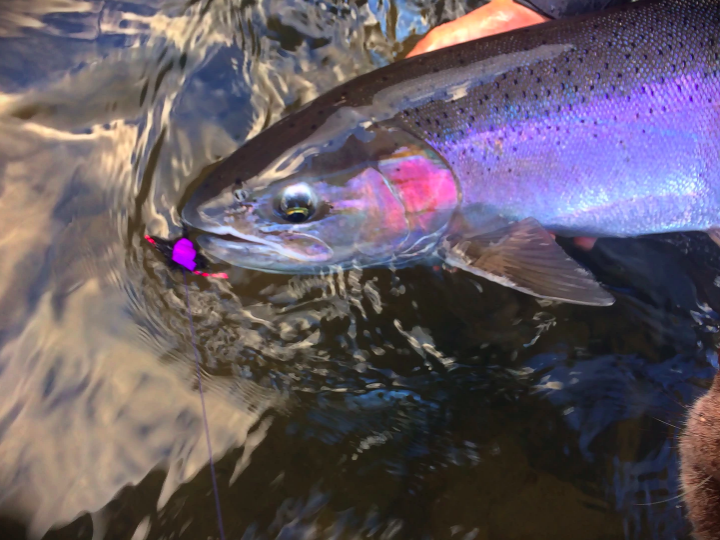 Getting your First Dry Fly Steelhead