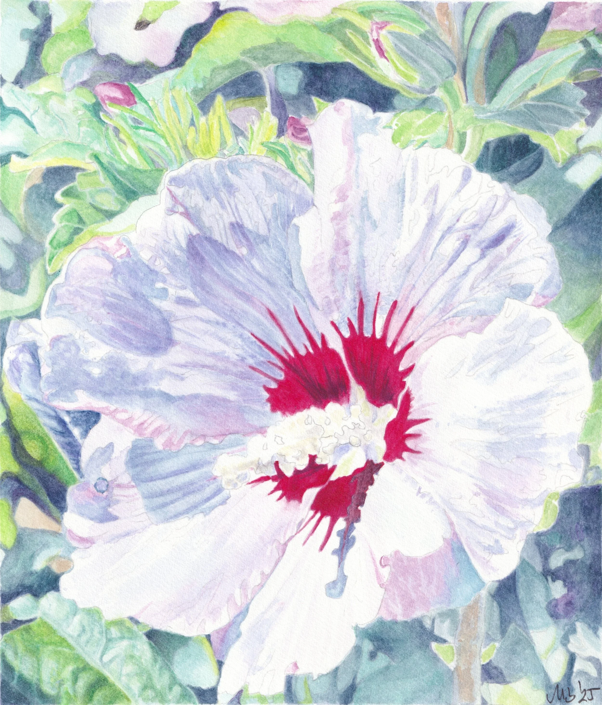  
   At Rest 
   
    Mallow was held as a plant that did not press for change. It was set where
    pain lingered, to ease without haste and remain until the body released its hold.
   
 
