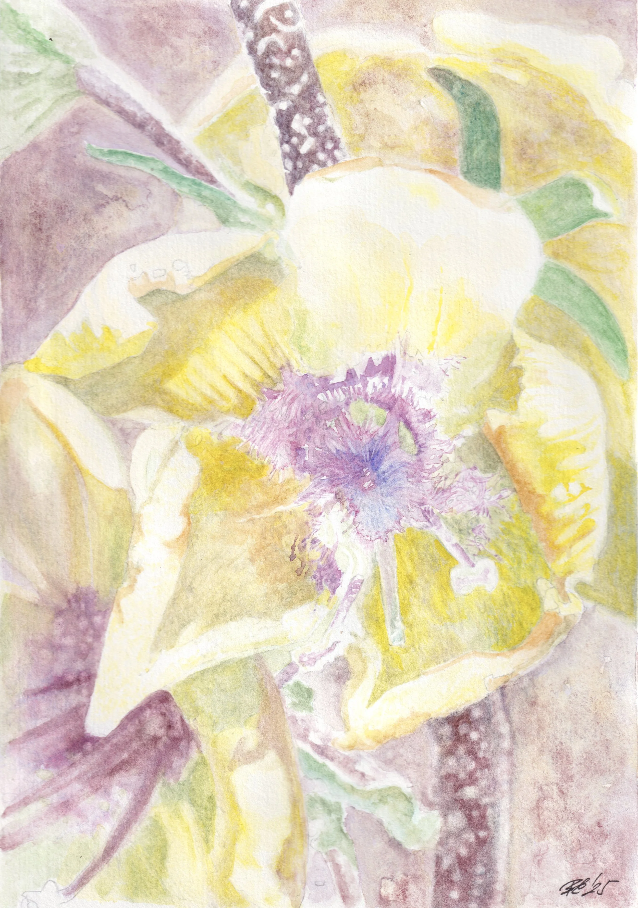       
  
     
   After Light 
   
    Moth mullein is a night-leaning attractor. Its flowers are visited heavily by
    moths, especially at dusk — a plant that draws what moves after light fades.
   
 

  
 
    


  

  


 
   
    
      

    