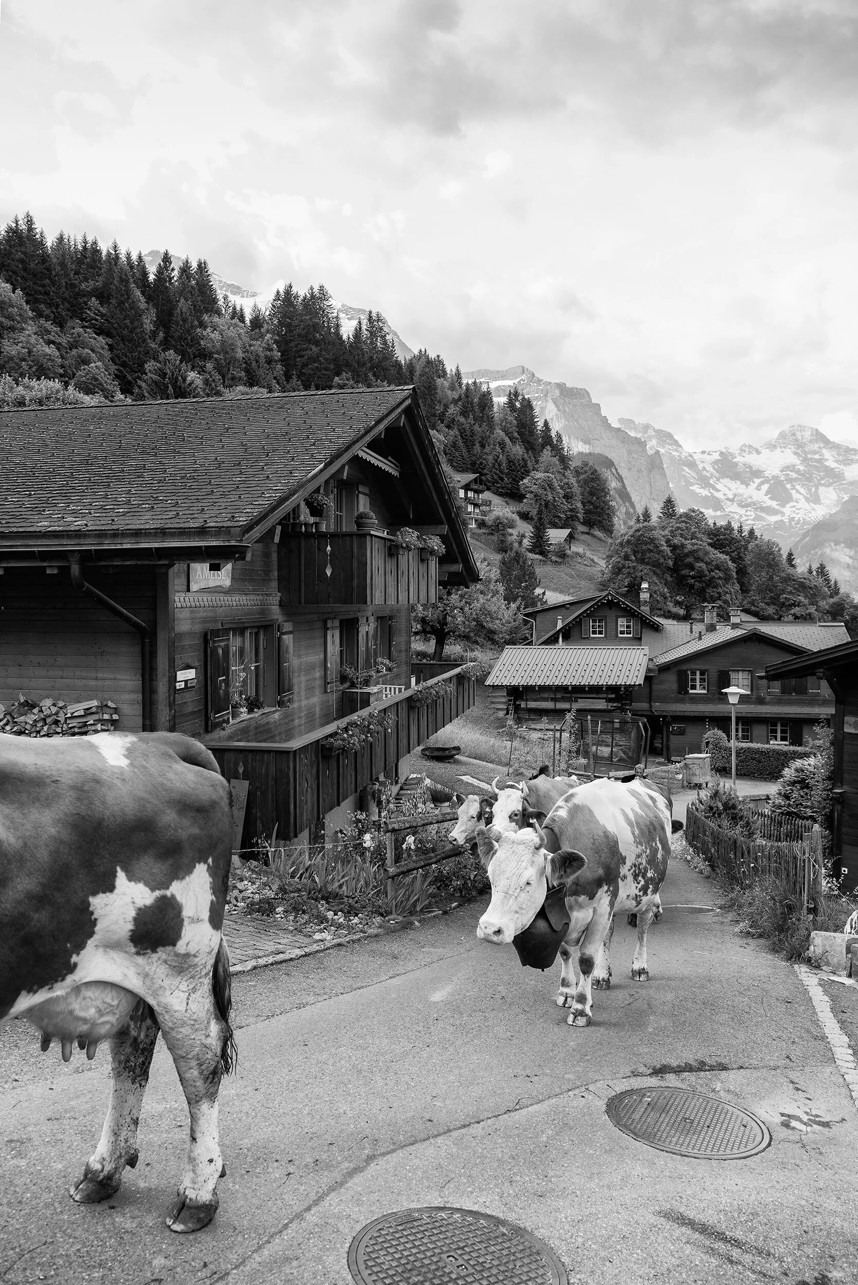 AlpSommer_121©Desborough.jpg
