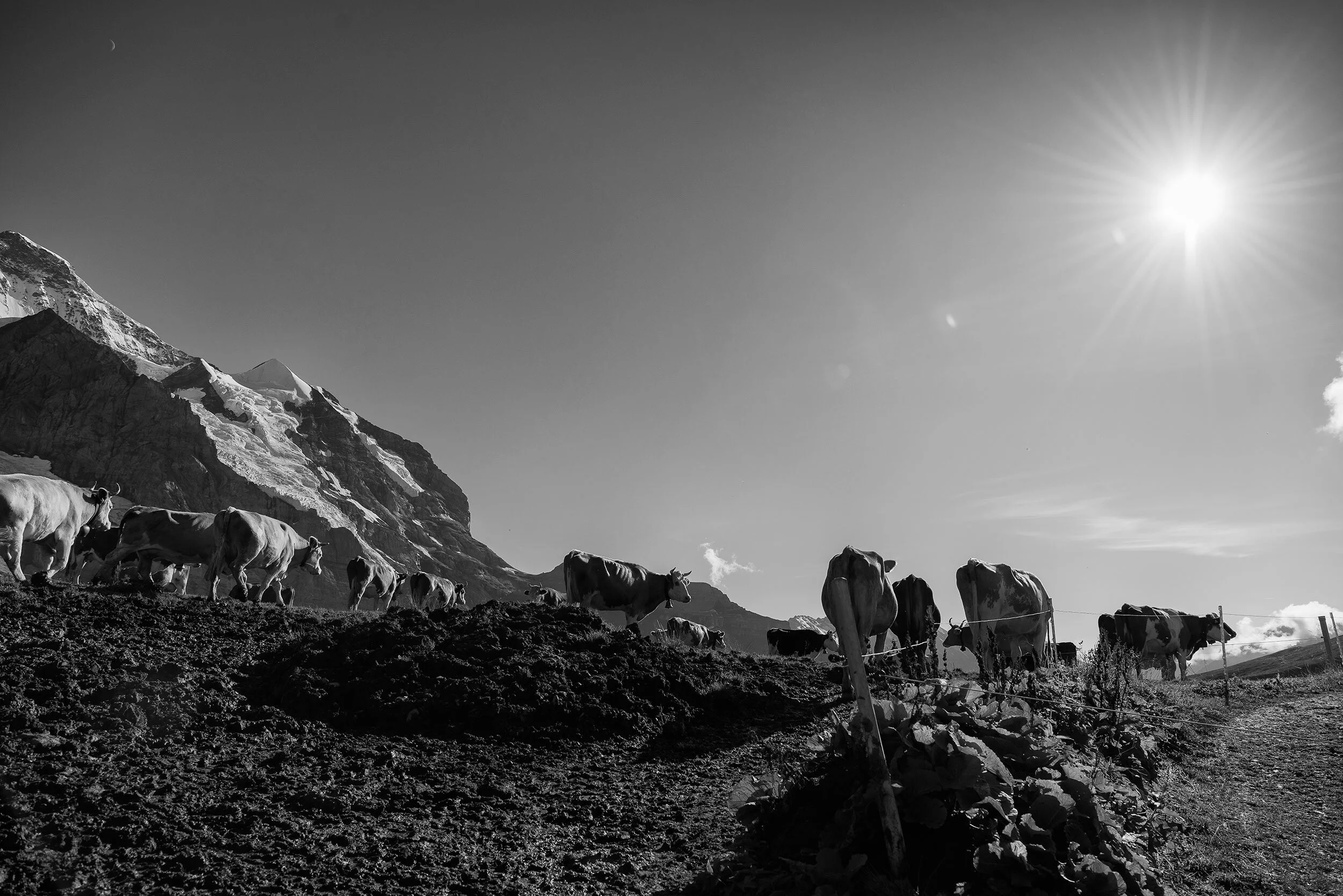 Alpsommer19_448©Desborough.jpg