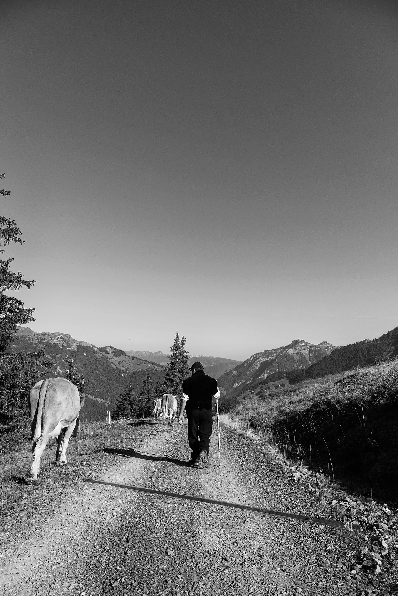 AlpSommer_2360©Desborough.jpg
