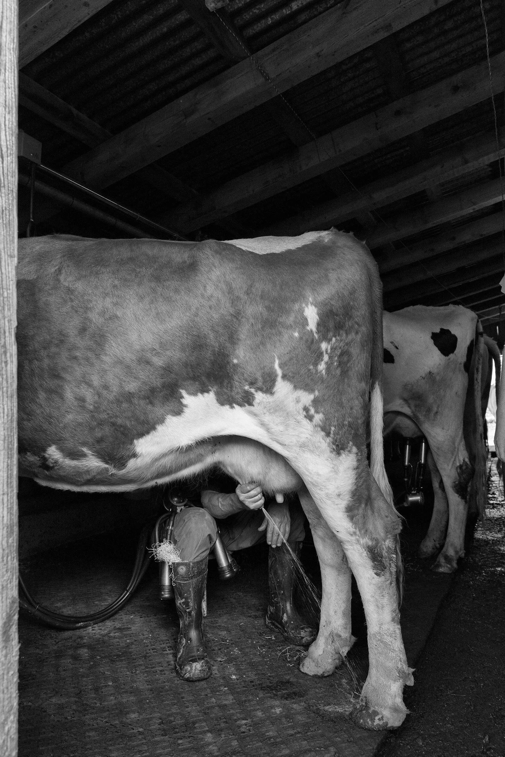 Alpsommer19_368©Desborough.jpg