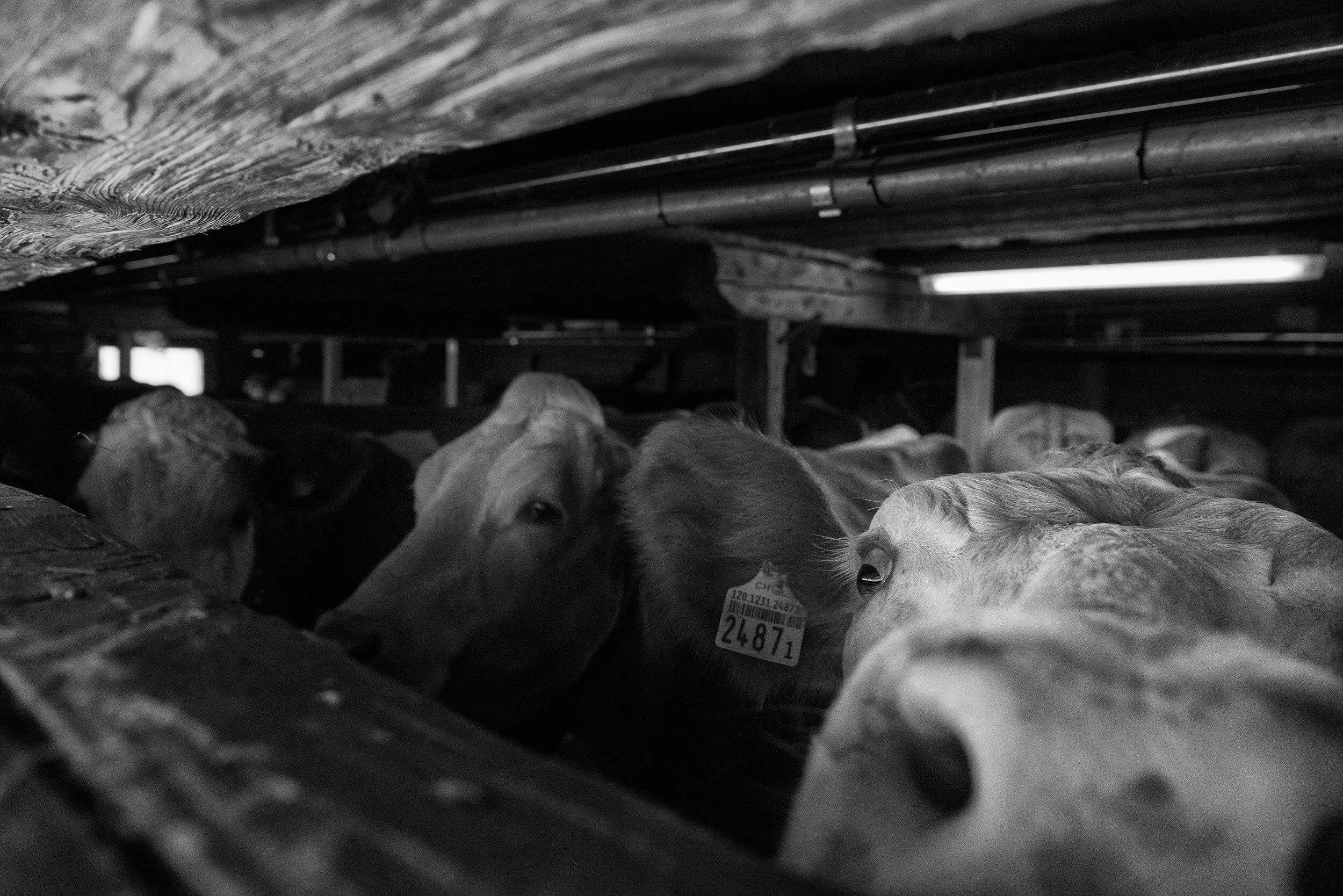 Alpsommer19_227©Desborough.jpg