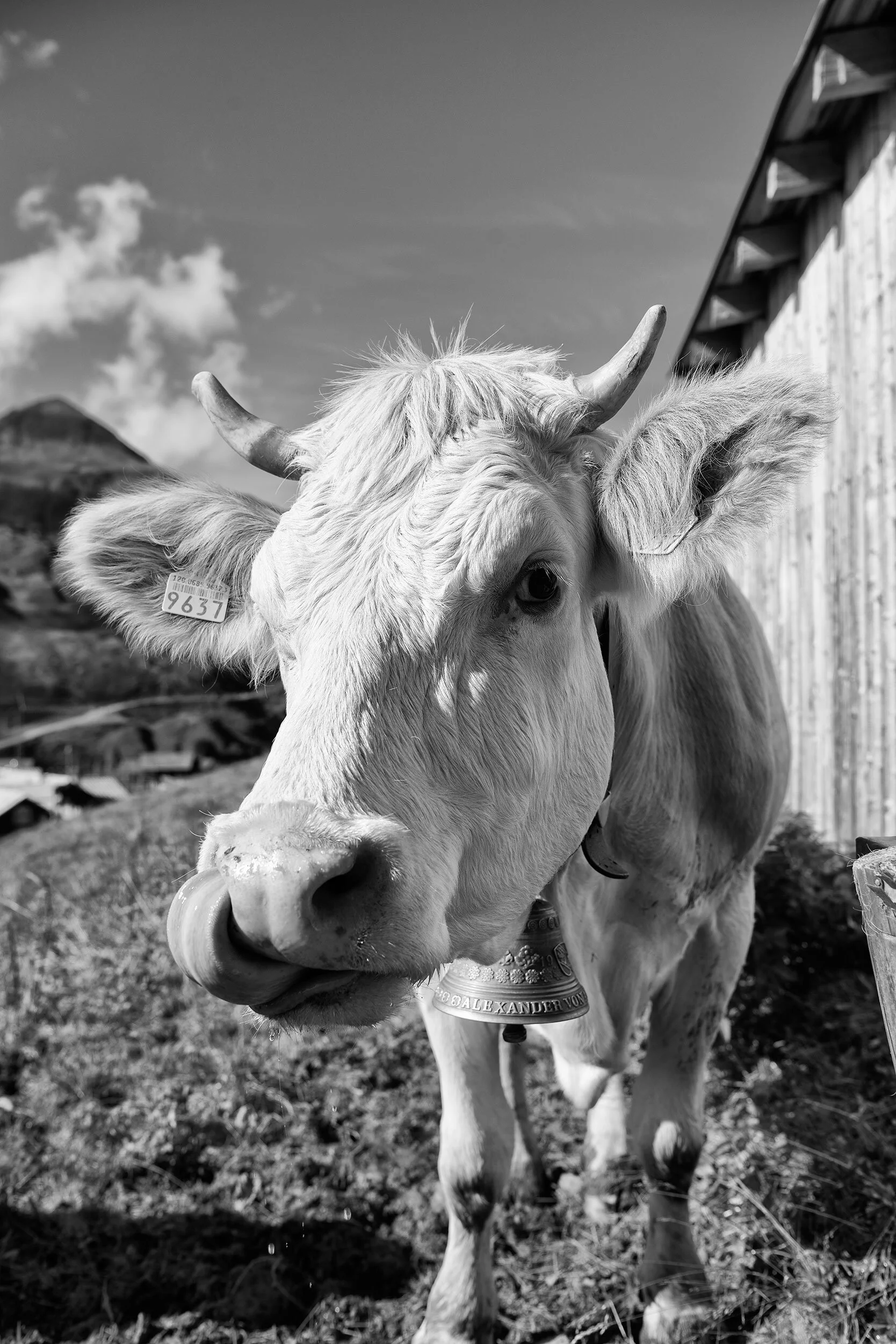 Alpsommer19_321©Desborough.jpg