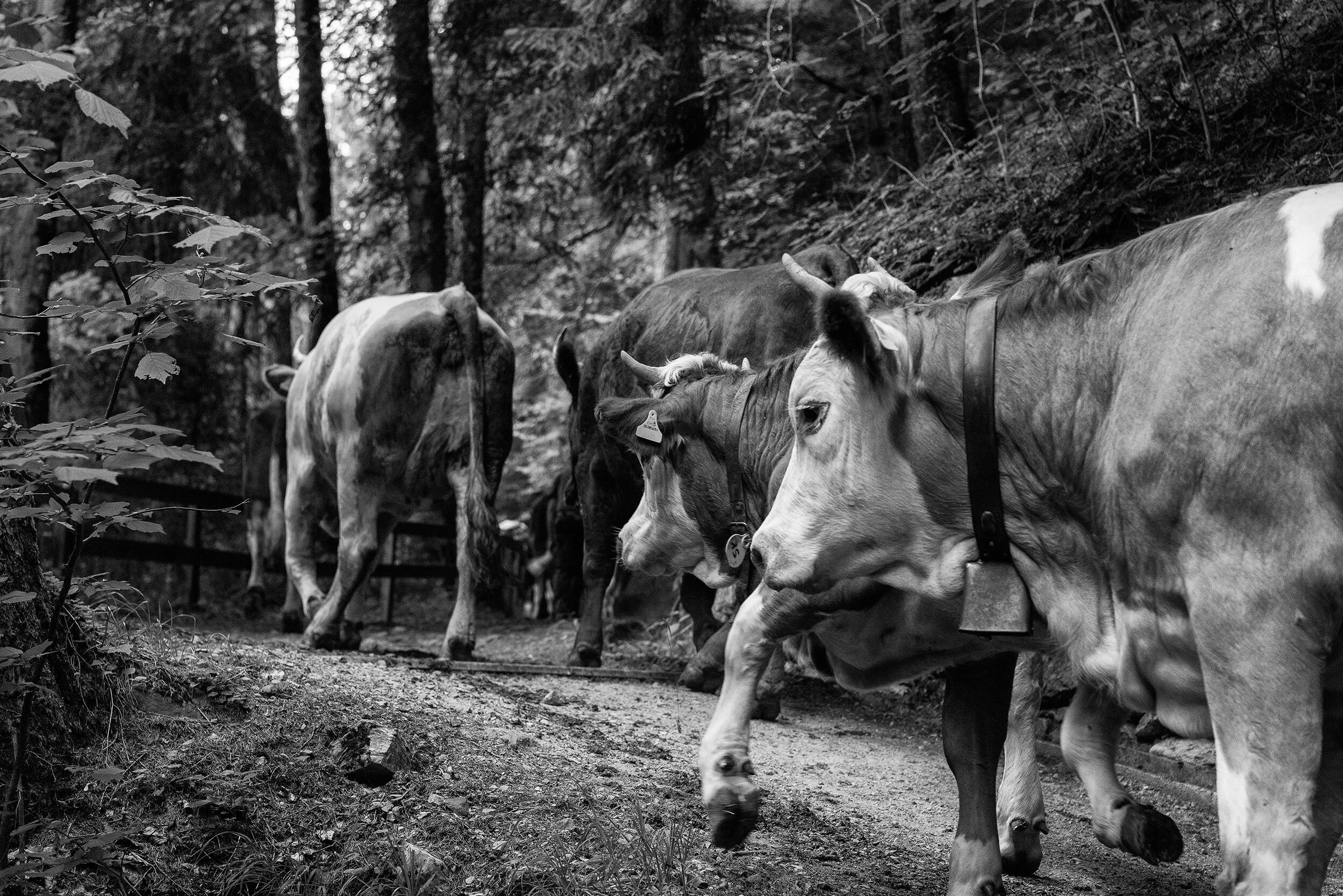 AlpSommer_096©Desborough.jpg
