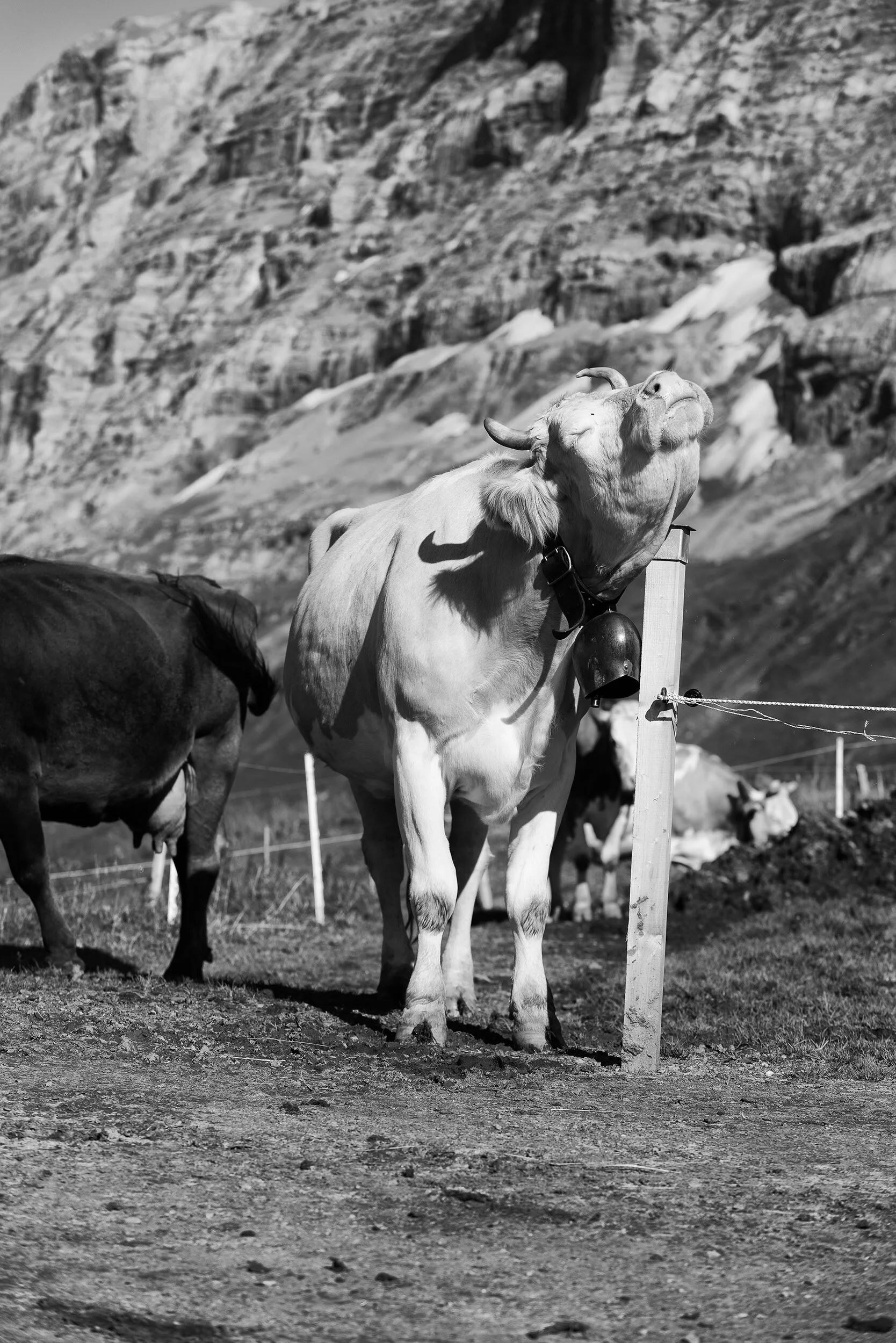 Alpsommer19_419©Desborough.jpg